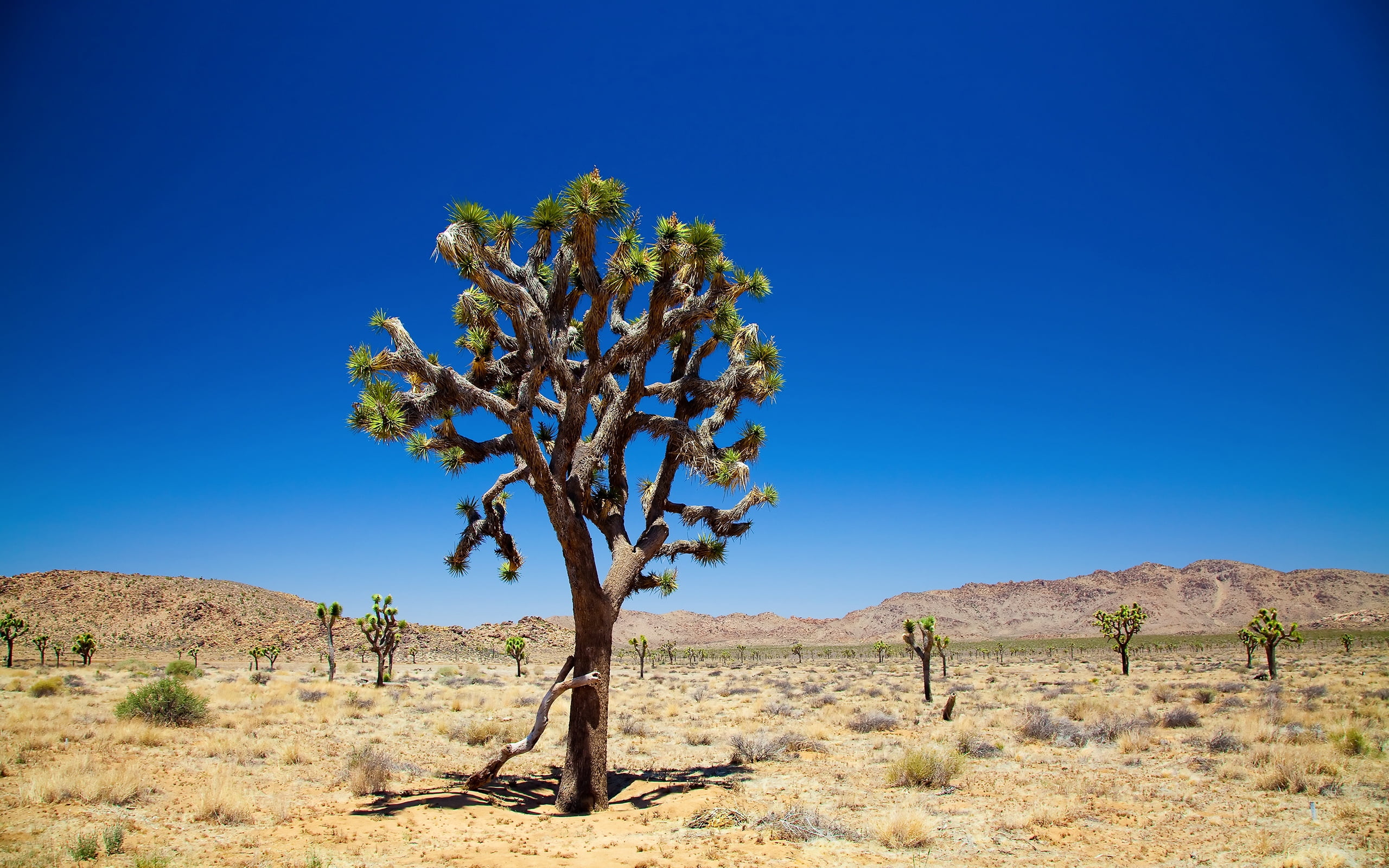 landscape, yucca, nature, remote, tranquil scene, land, semi-arid, vegetation, non-urban scene, environment, desert, sunlight, scenics - nature, namibia, HD Wallpaper