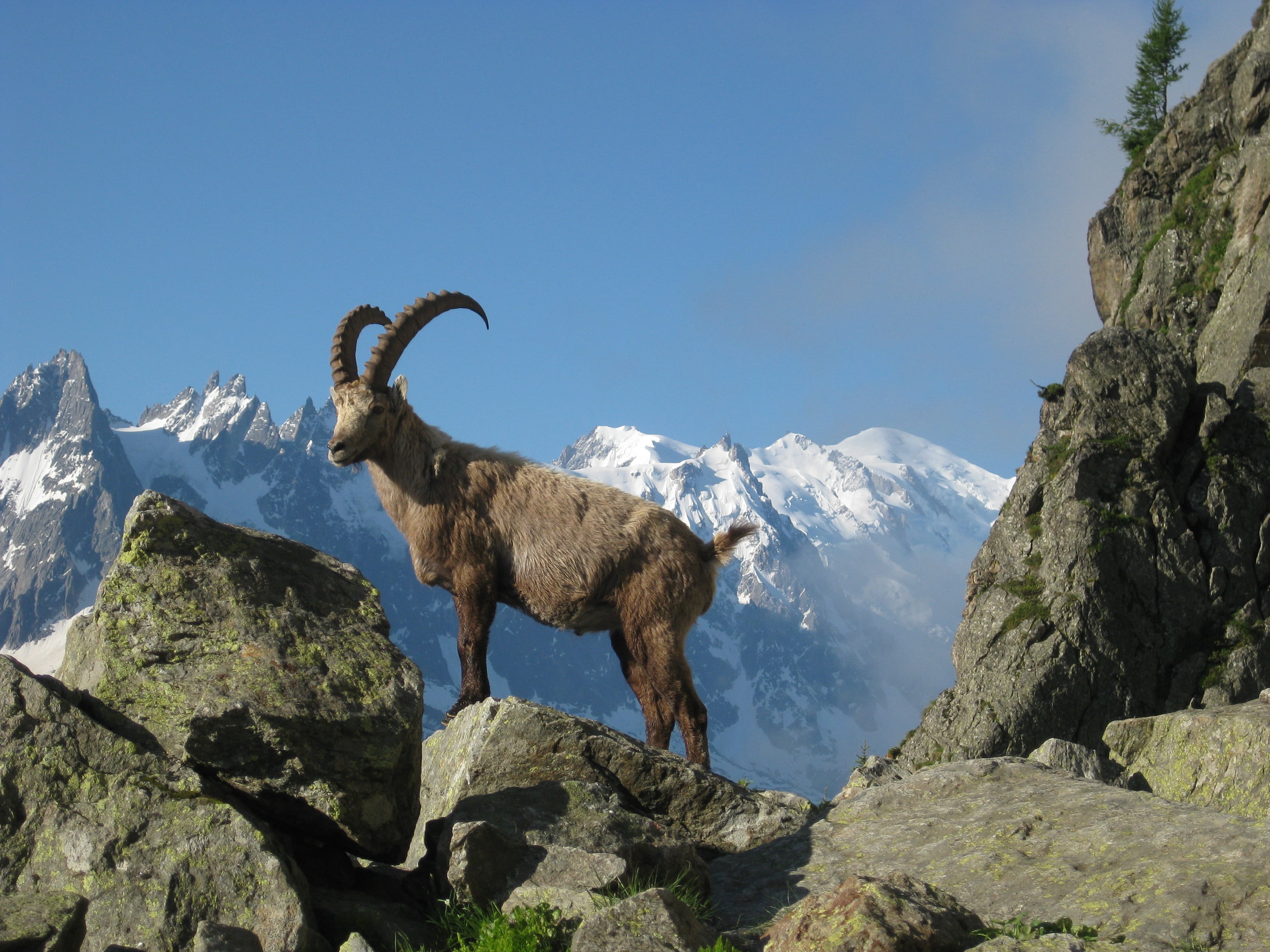 mountain, grey, sky, outdoors, alps, solid, rock, horned, 2K, animal, beauty in nature, clear sky, non-urban scene, goat, tranquil scene, mont blanc, brown, HD Wallpaper