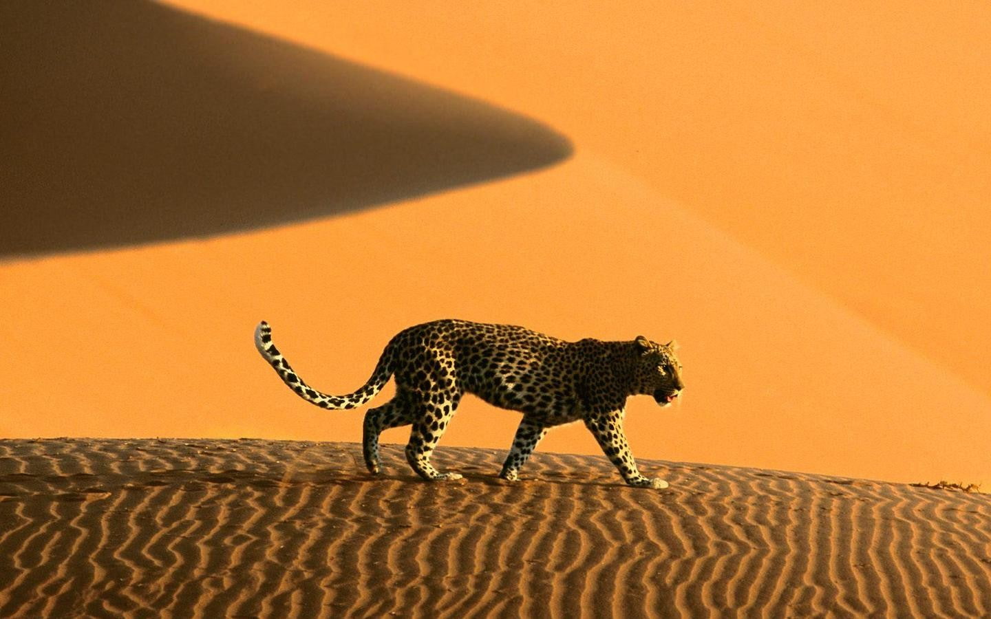 environment, leopard, dune, climate, animal themes, domestic animals, no people, 720P, safari, herbivorous, animals, leopard (animal), scenics - nature, HD Wallpaper