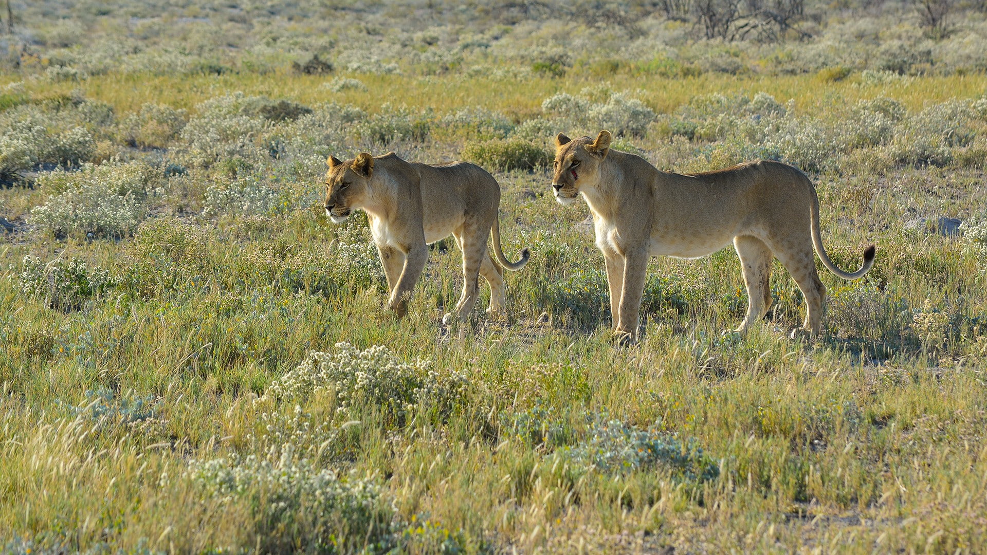 1080P, Namibia, lion, animals, nature, wildlife, Africa, big cats, savannah, landscape, HD Wallpaper