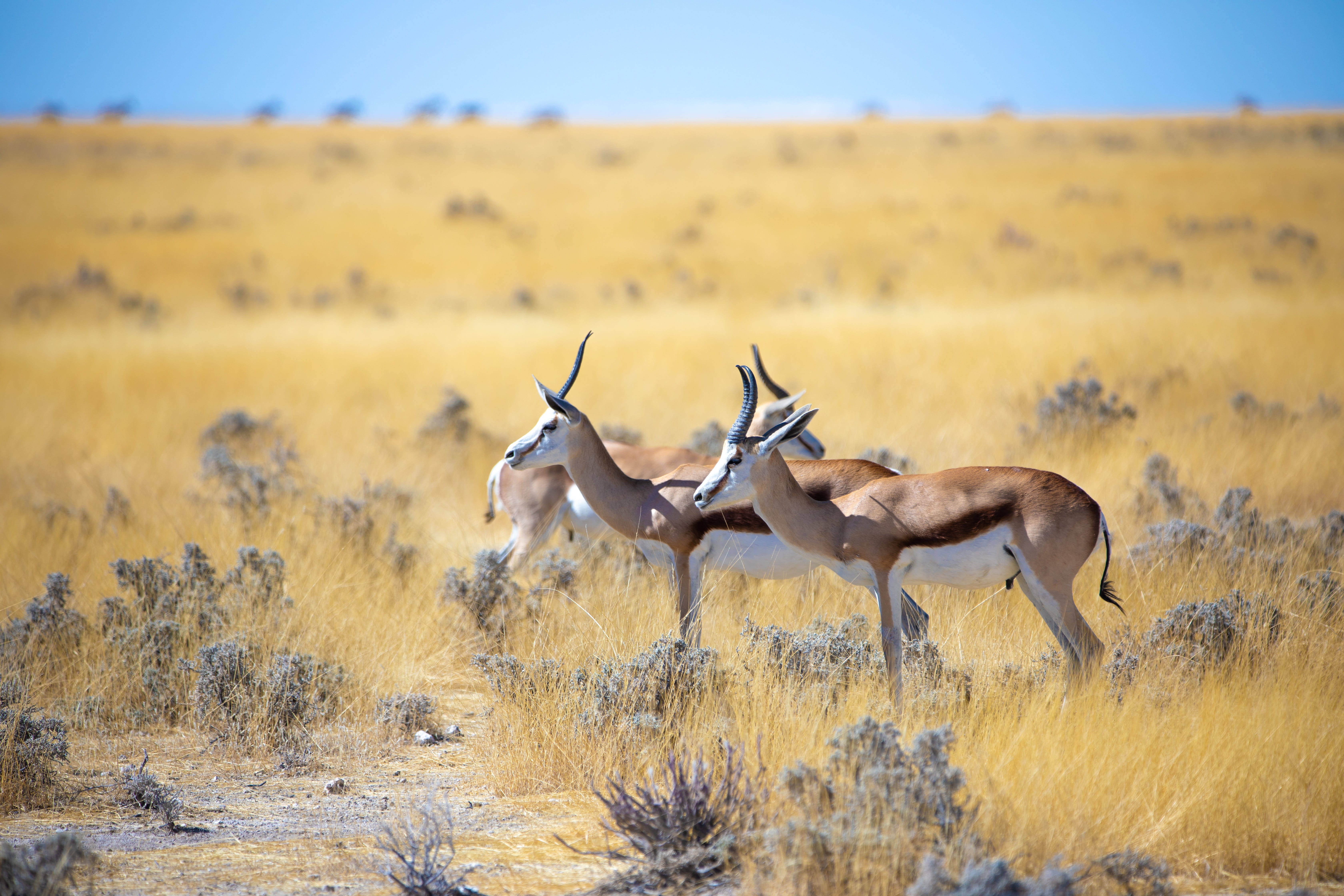 animal themes, national park, vertebrate, climate, grass, herbivorous, environment, 5K, animal wildlife, group of animals, wild animals, non-urban scene, HD Wallpaper
