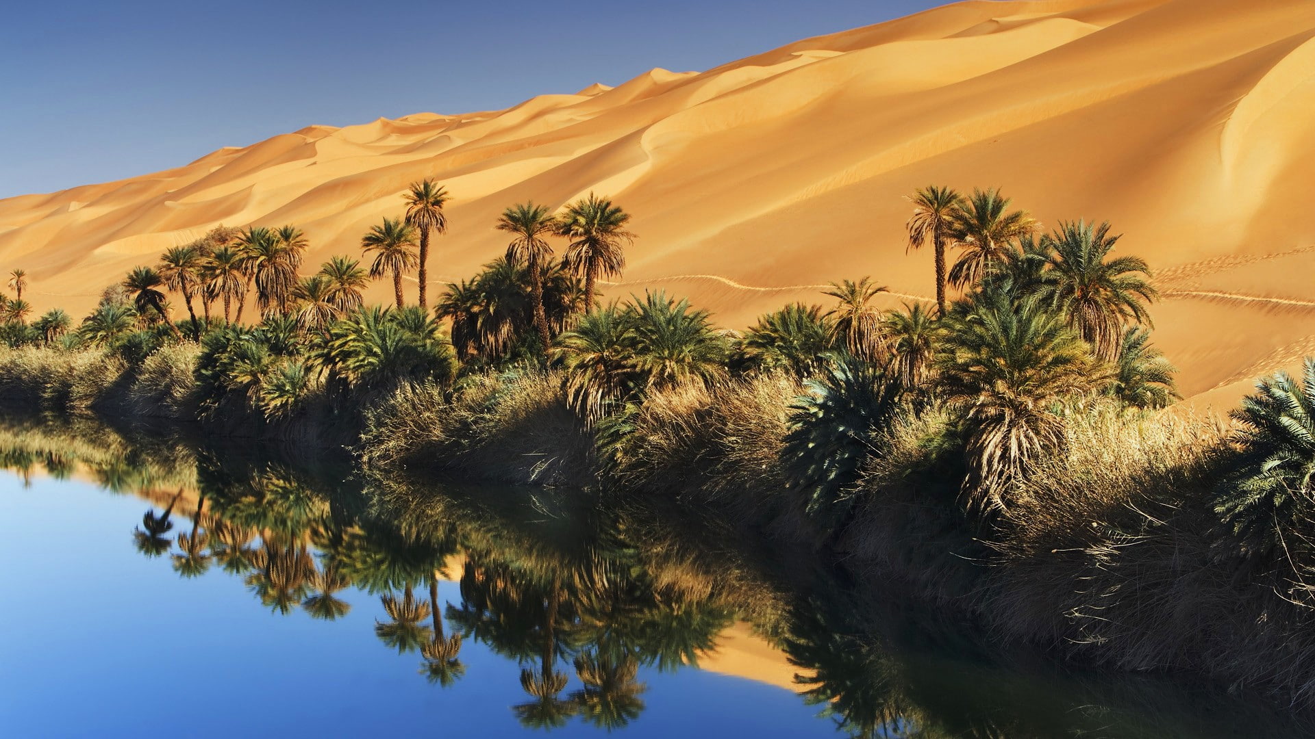 growth, no people, reflection, day, climate, scenics - nature, palm trees, tranquility, arid climate, sunlight, landscape, environment, beauty in nature, HD Wallpaper