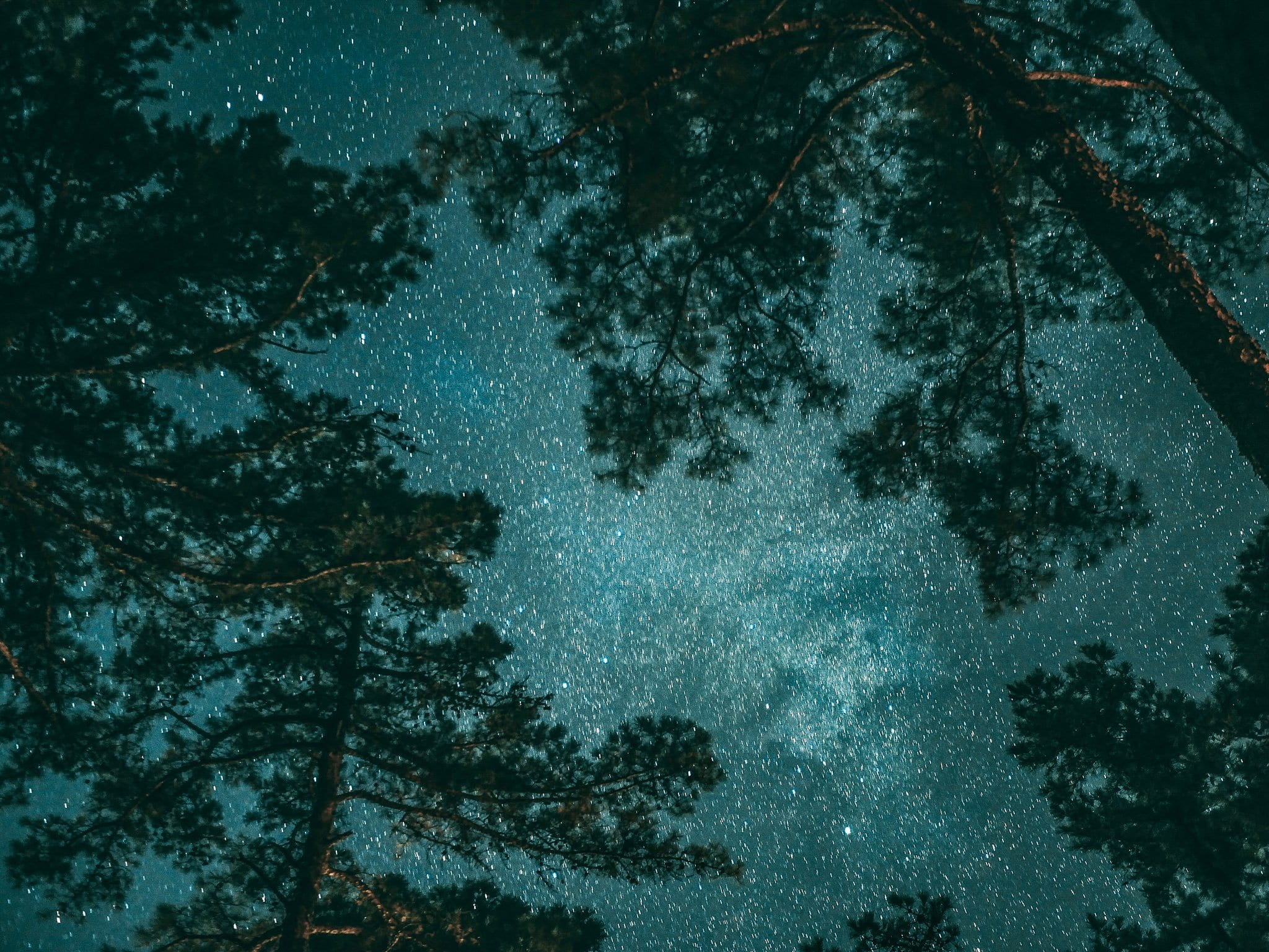 night time, tree, photography, dark, trees, growth, milkyway, low angle view, leafed, blizzard, tranquil scene, stargazers, star - space, snowing, beauty in nature, HD Wallpaper