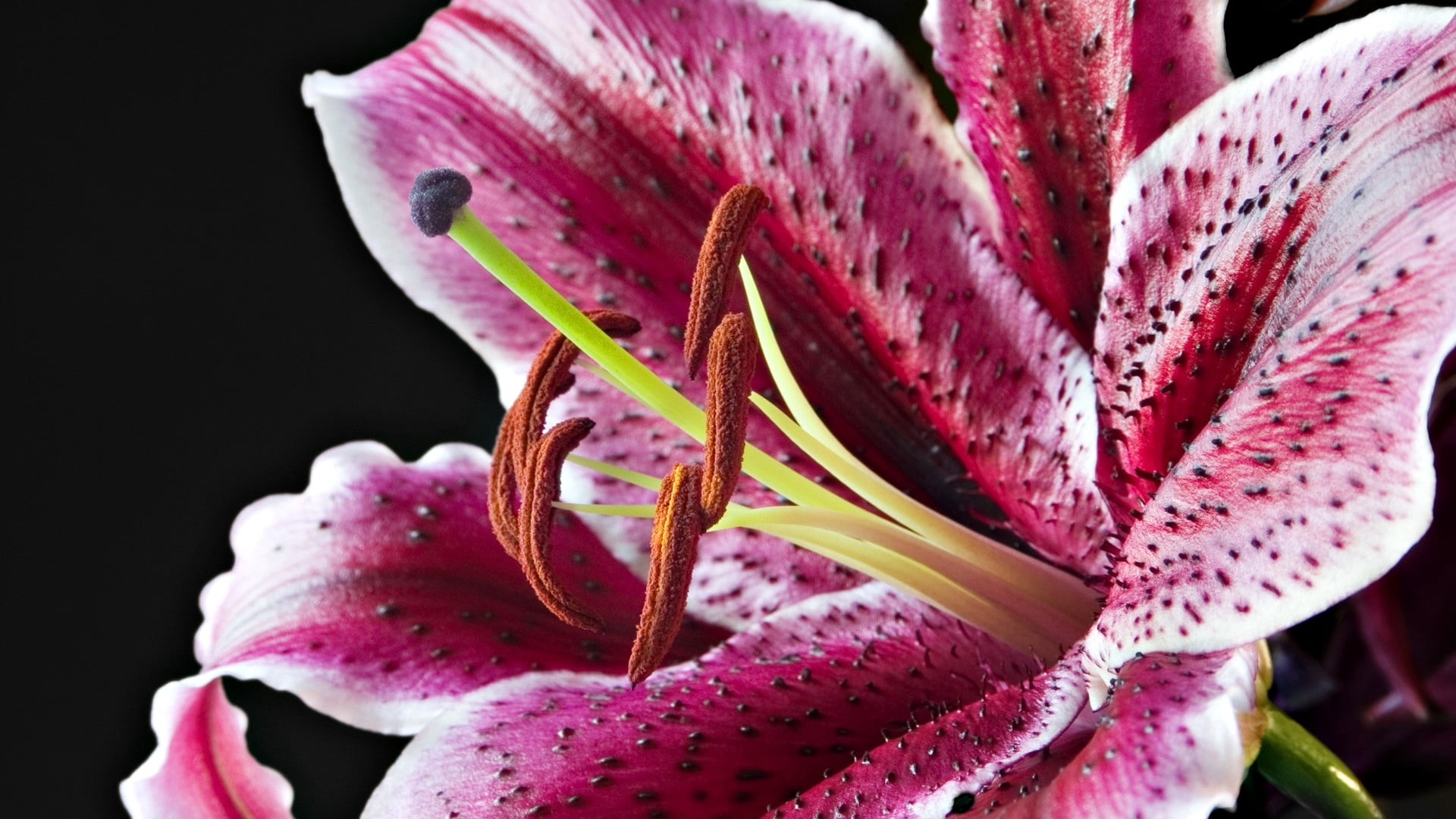 fragility, white, flower, leaf, nature, color Image, 1080P, growth, maroon, multi Colored, black Background, bud, pink, vibrant Color, pollen, blossom, HD Wallpaper
