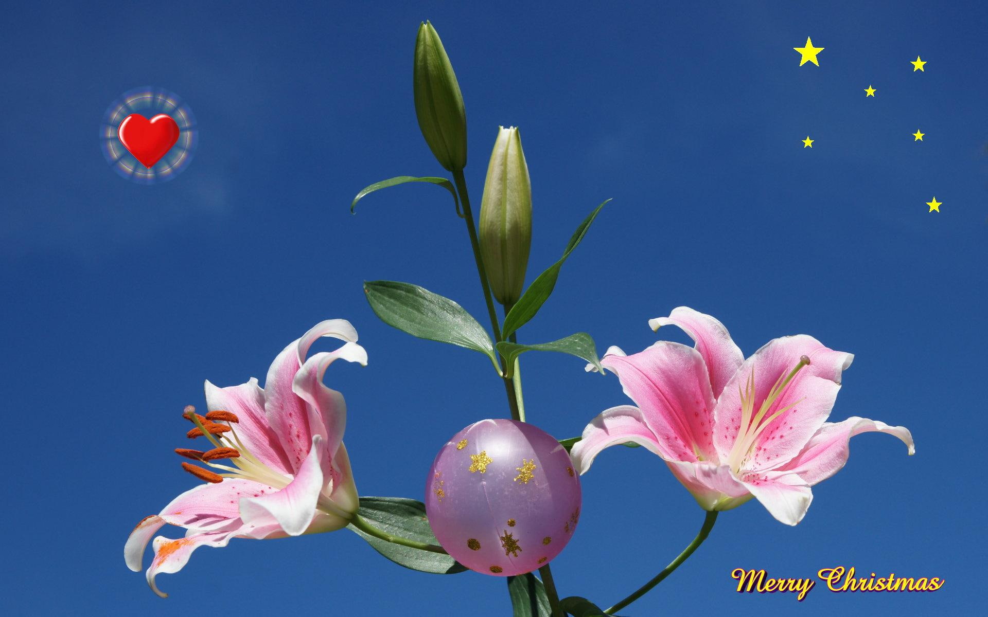 white orchids, images, stargazer, widescreen, pink, christmas, philippines, photos, 1080P, HD Wallpaper