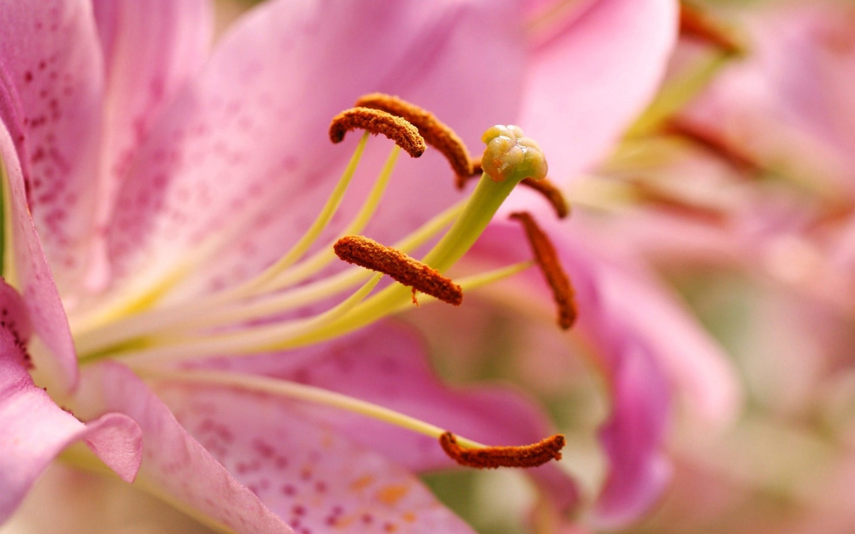 selective focus, inflorescence, day, pink color, purple, no people, springtime, close-up, vulnerability, stamen, 720P, outdoors, petals, flower, nature, HD Wallpaper