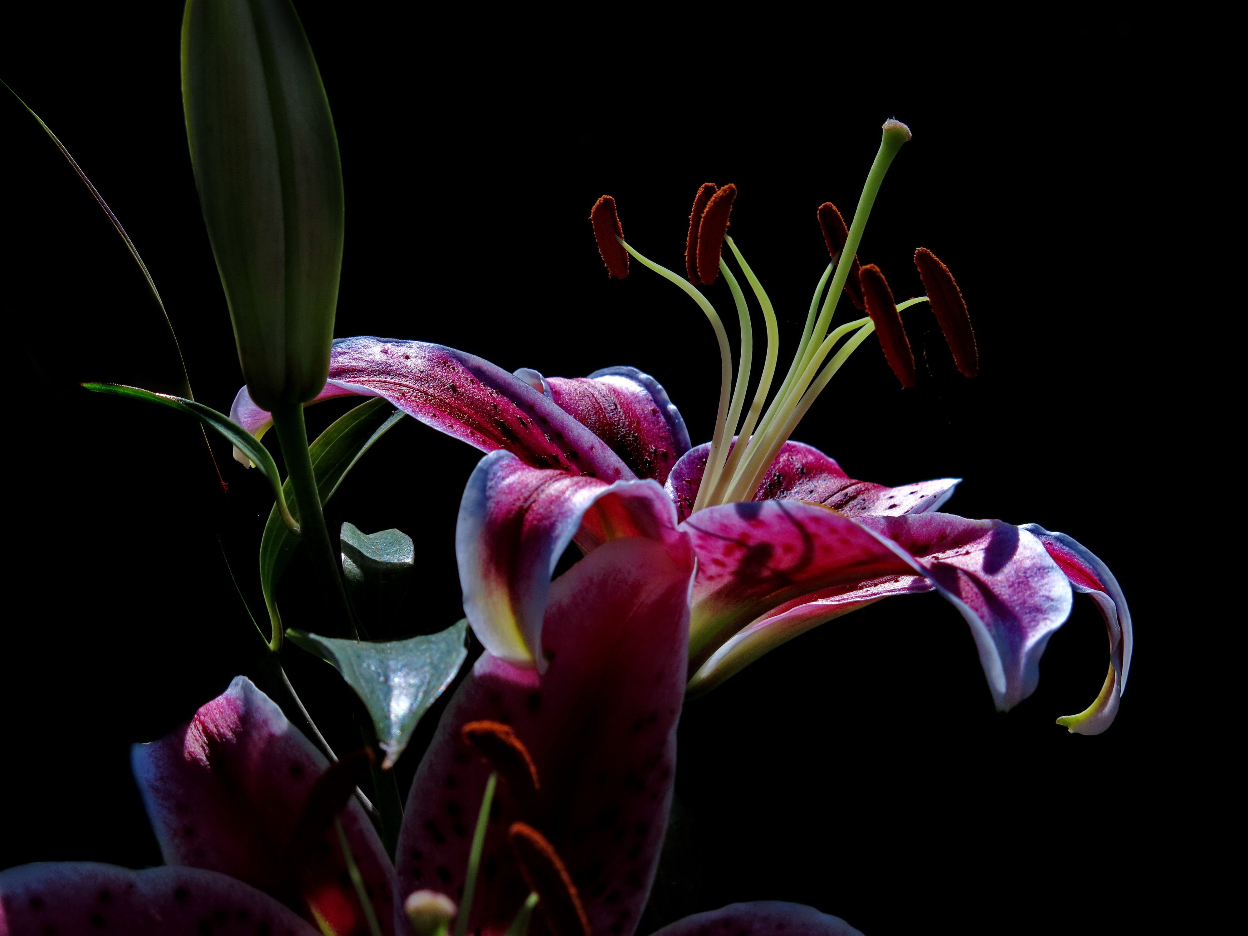 flower head, flower, inflorescence, flower arrangement, growth, petal, stargazer, close up, botany, vulnerability, hybrid, purple, fragility, pollen, nature, HD Wallpaper