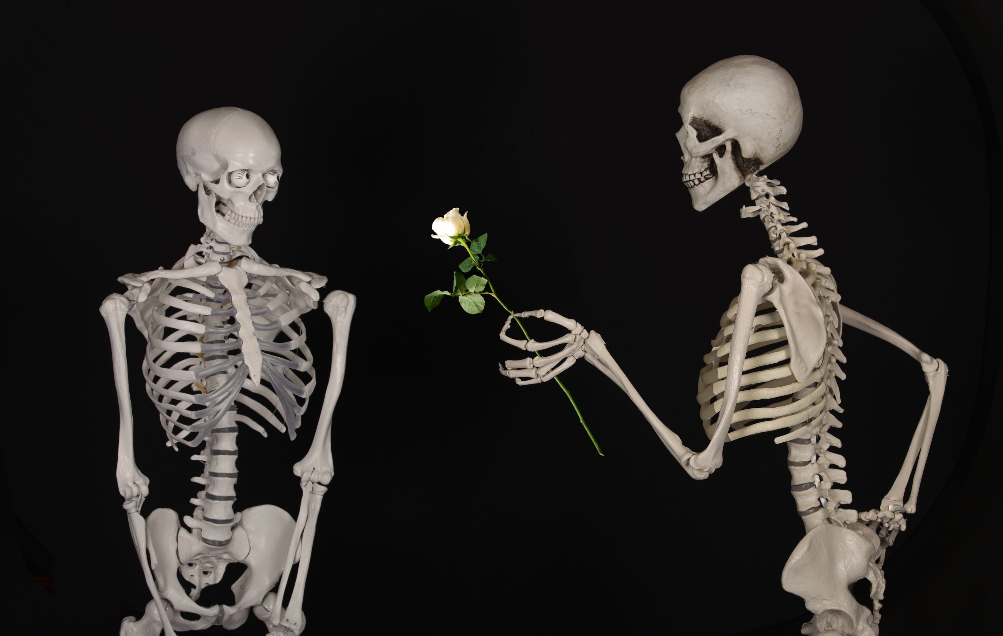 black background, white, science, waist up, body part, representation, love, human representation, human bone, biology, skeletal, congratulations, anatomy, HD Wallpaper