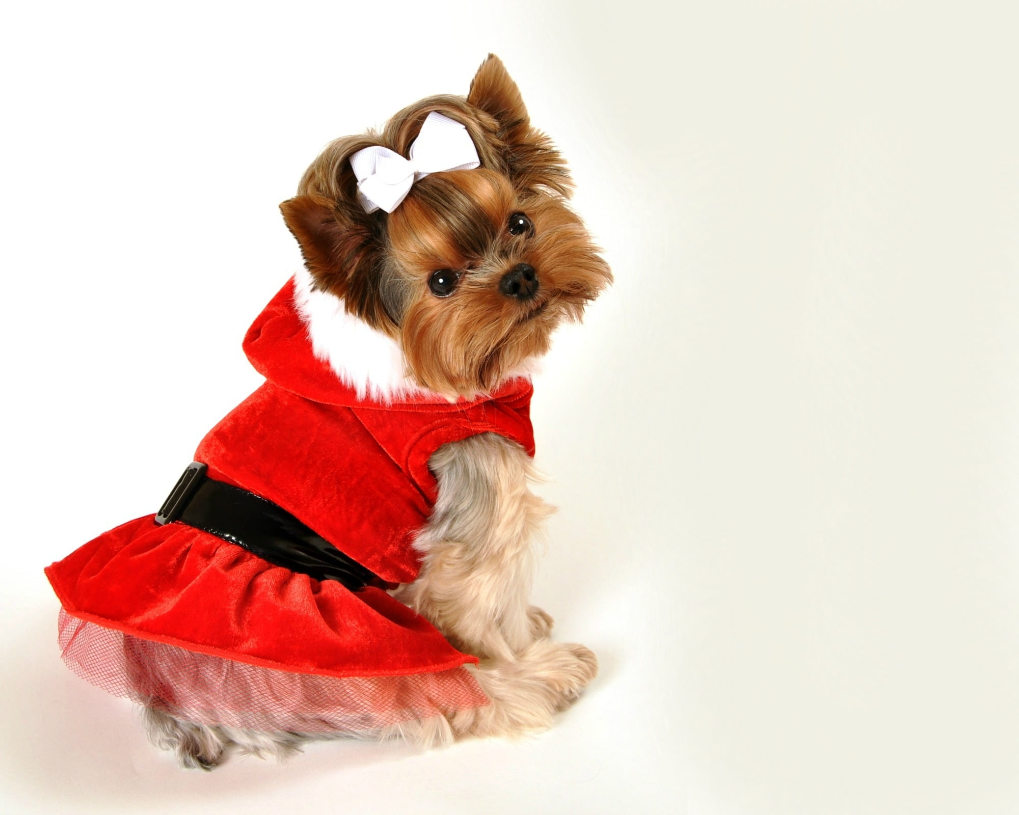 lap dog, 1080P, sitting, caine, puppy, clothing, no people, card, white, animal themes, Merry Christmas!, white background, small, dog, canine, studio shot, HD Wallpaper