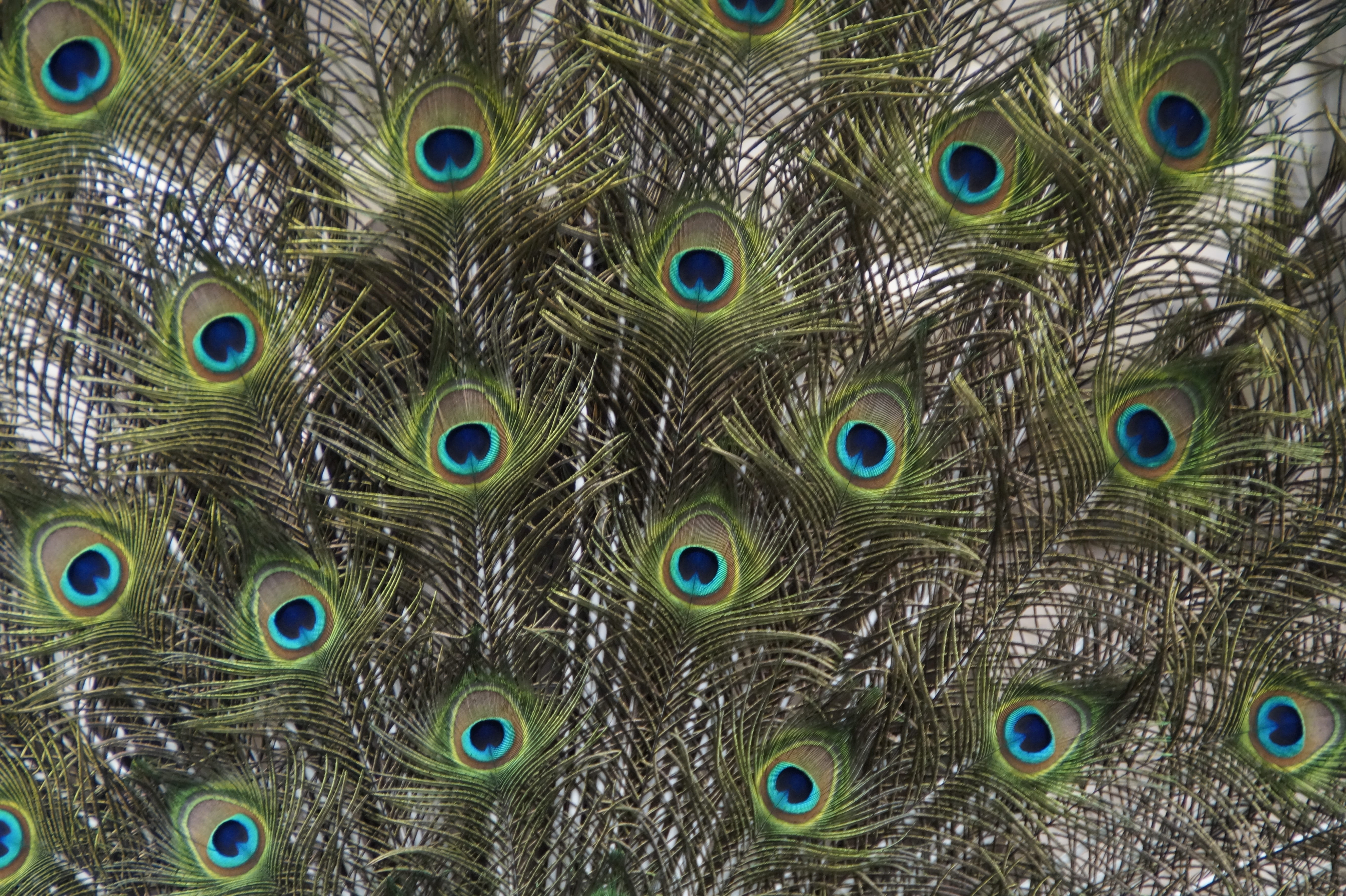pattern, animal, animal wildlife, close-up, animal head, iridescent, full frame, outdoors, background, texture, spread, animals in the wild, nature, plumage, HD Wallpaper