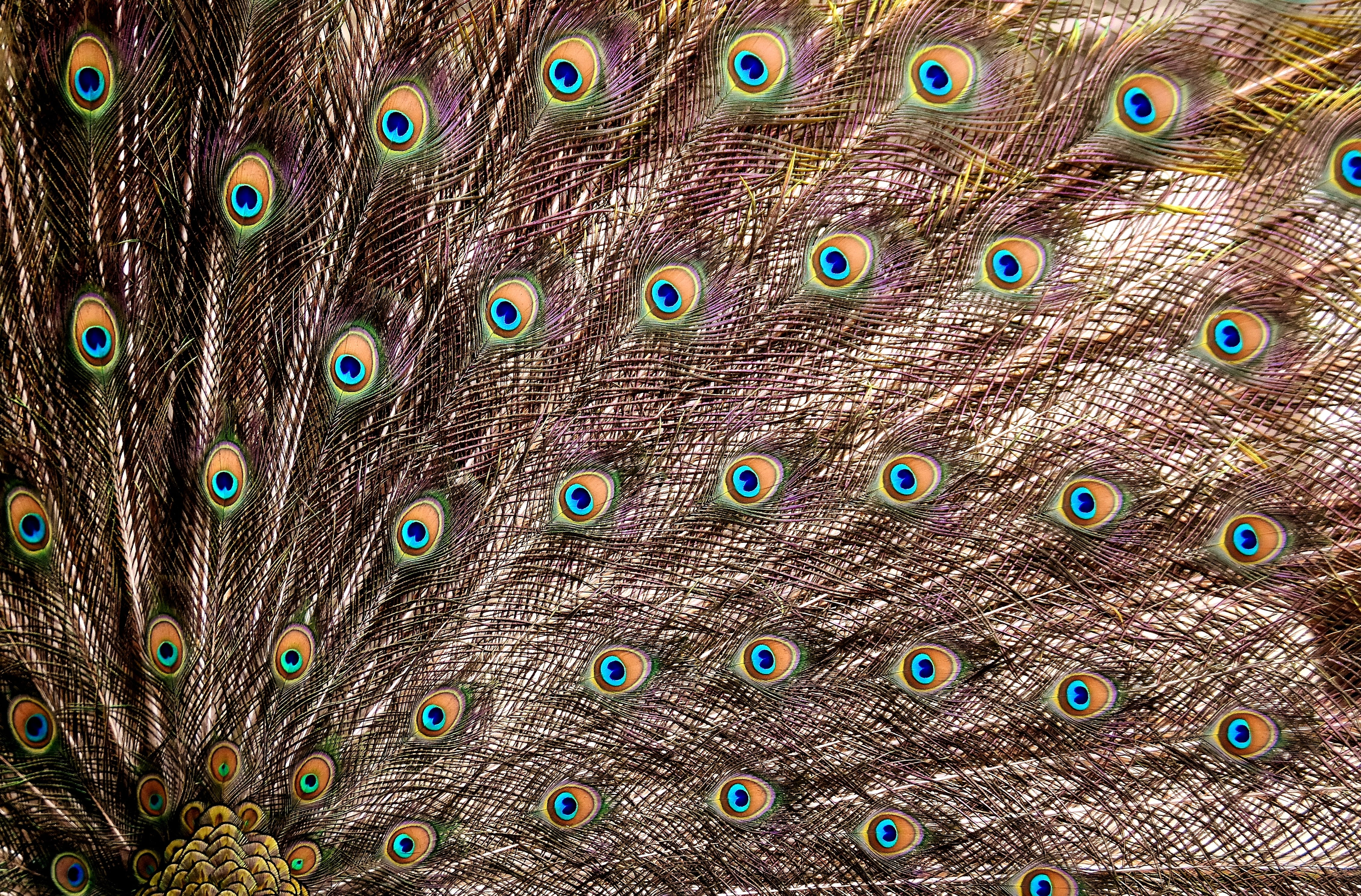 feathers, backgrounds, pride, nature, animal head, peacock, 4K, animal themes, colorful, fanned out, gorgeous, spring dress, feather, peacock wheel, animal wildlife, HD Wallpaper