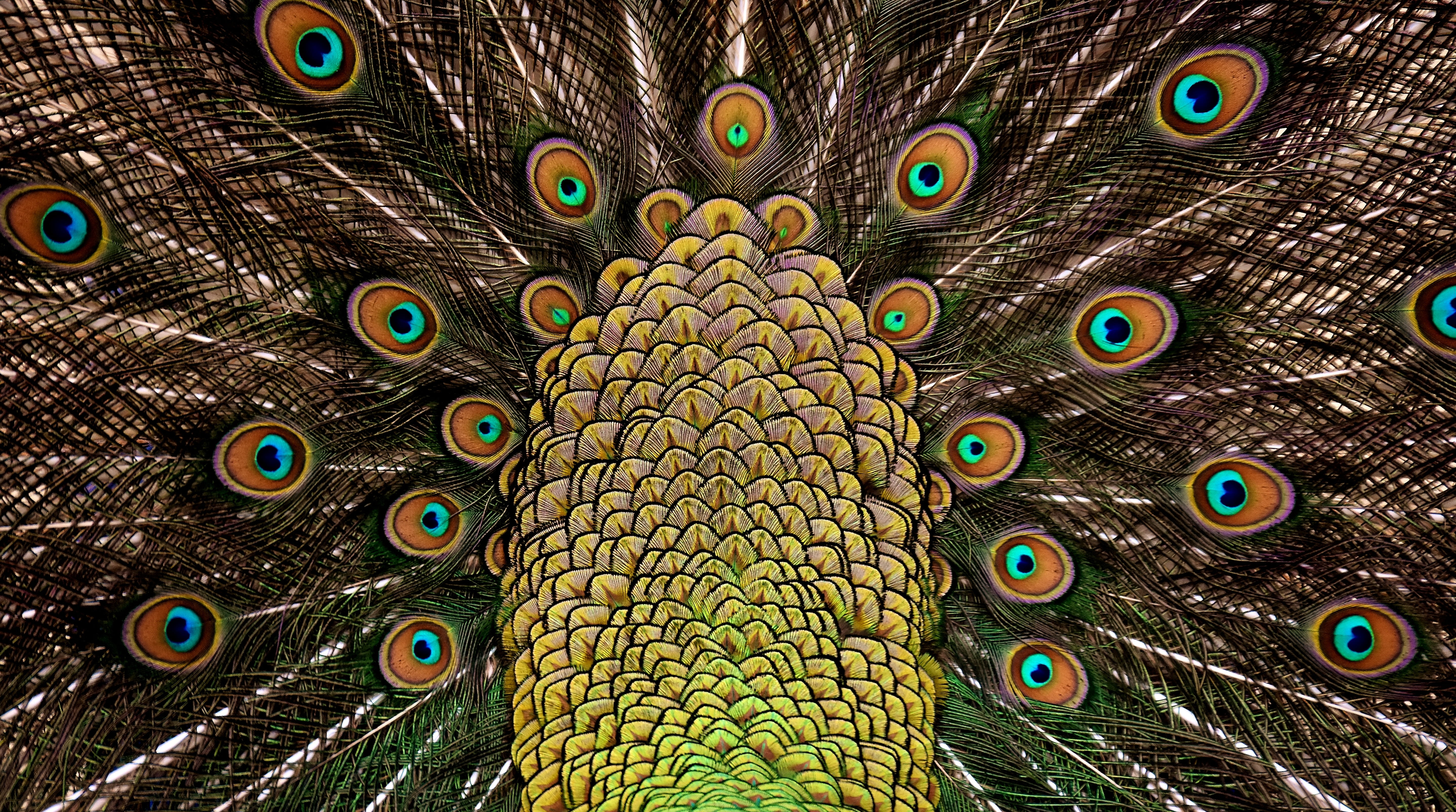 pattern, animal wildlife, colorful, animal body part, no people, one animal, gorgeous, full frame, vertebrate, iridescent, male animal, close-up, feather, HD Wallpaper
