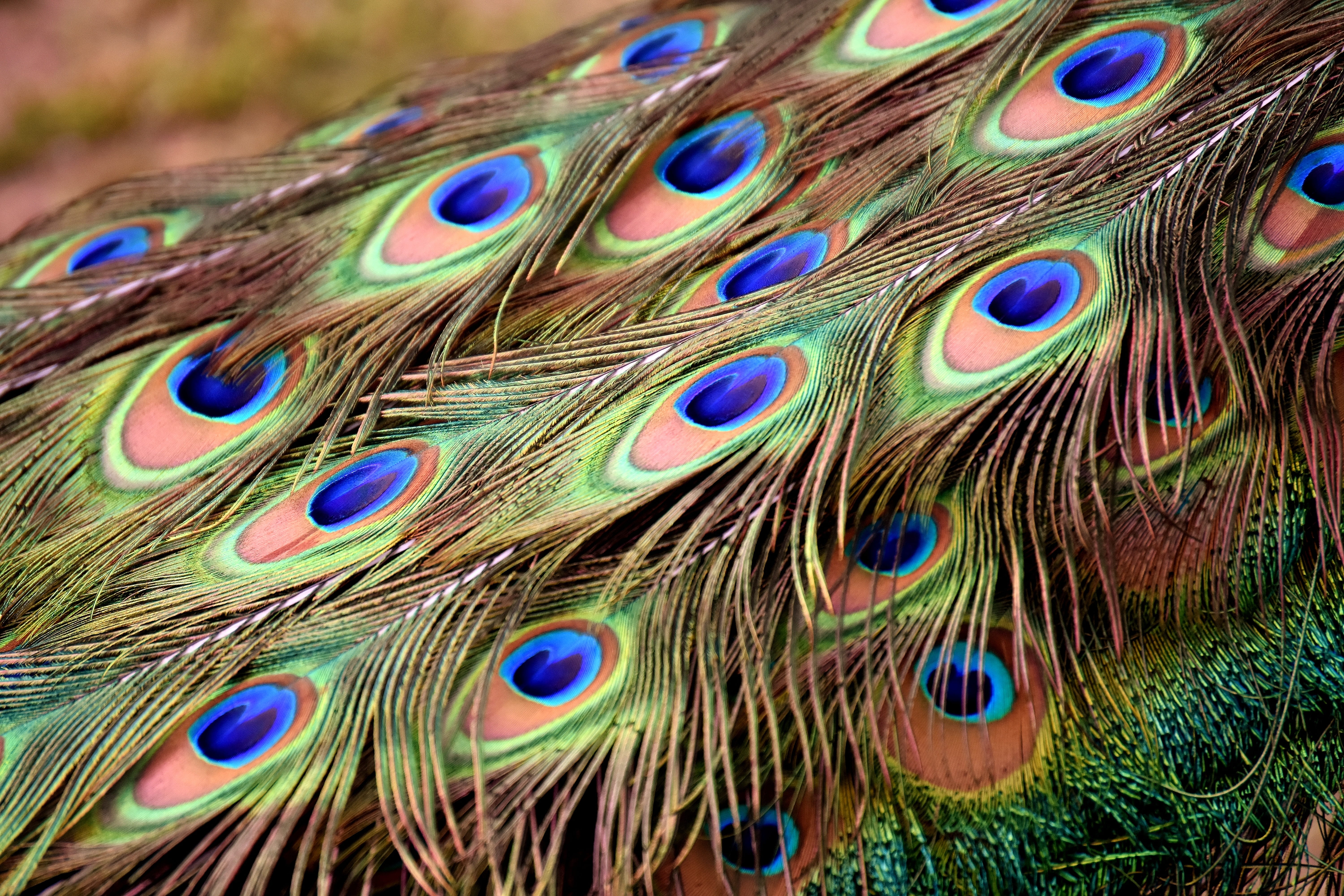 gorgeous, no people, animal, color, beauty in nature, softness, day, colorful, feather, green, animal wildlife, peacock wheel, pattern, nature, peacock, HD Wallpaper