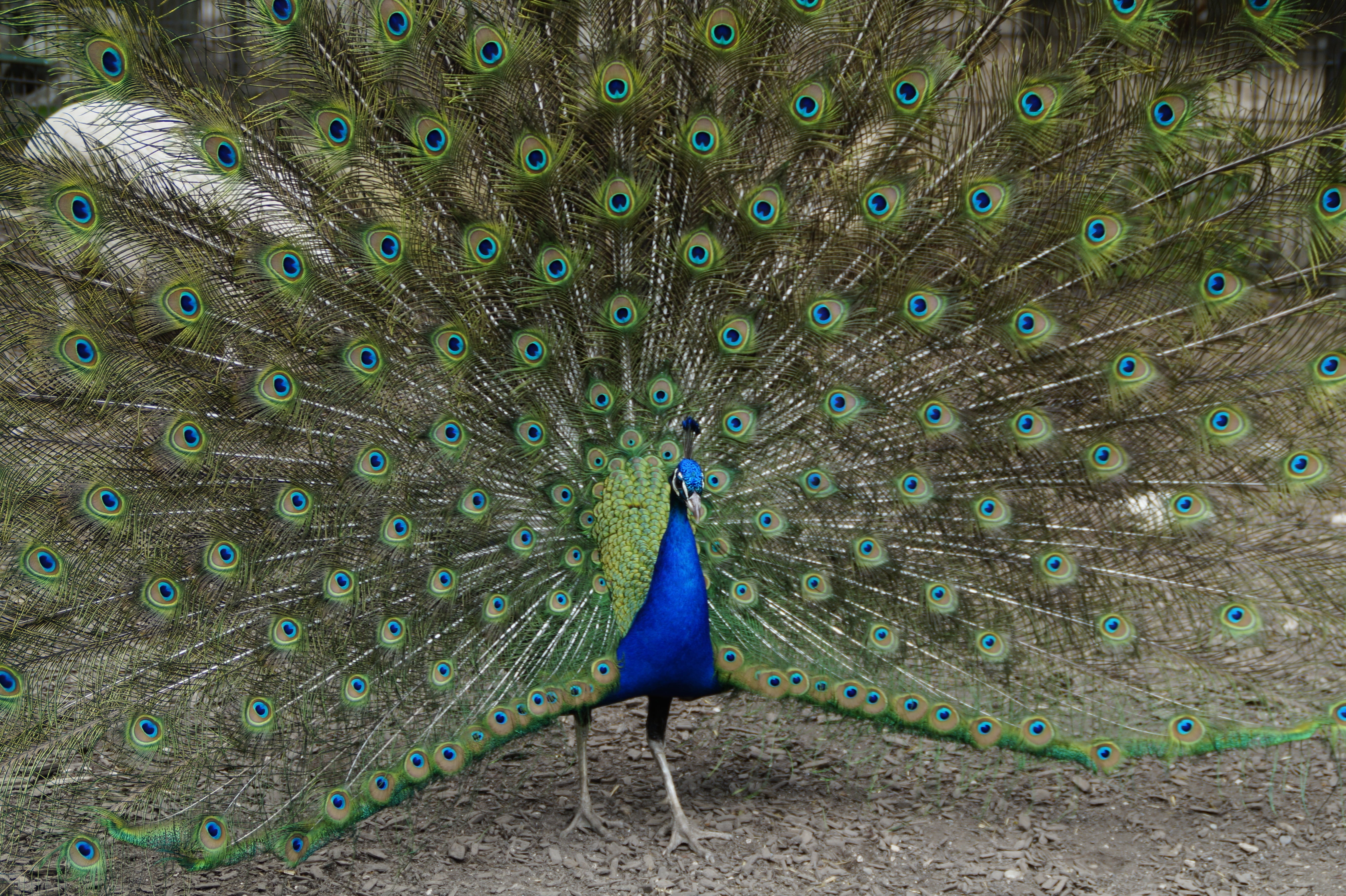male animal, beat rad, iridescent, plumage, balz, no people, animals in the wild, males, colorful, animal wildlife, nature, feather, spring dress, blue, HD Wallpaper
