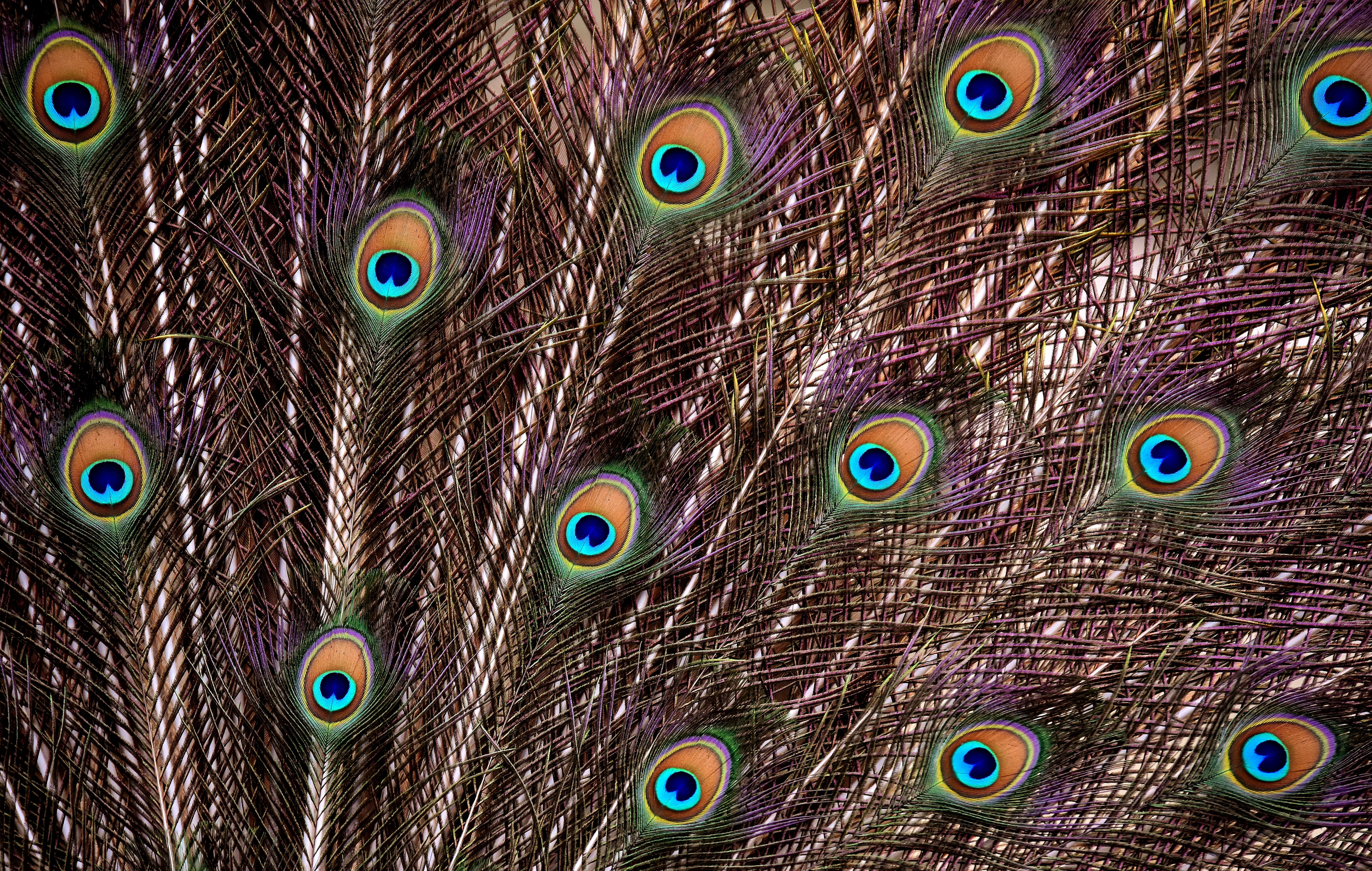 animal head, wildlife photography, one animal, nature, iridescent, beauty in nature, animal, pattern, natural pattern, blue, males, peacock wheel, animal themes, HD Wallpaper
