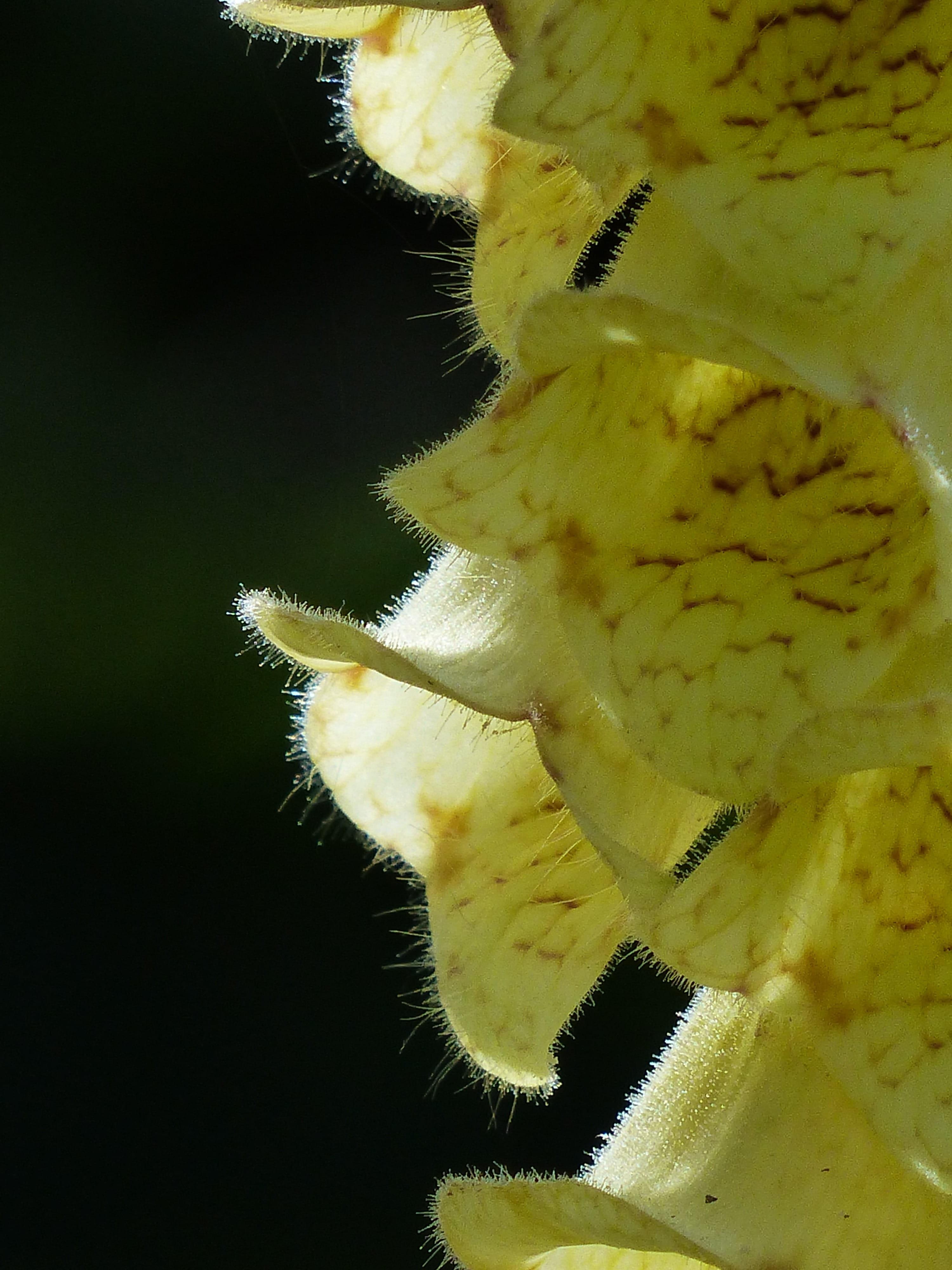 animals in the wild, flowers, inflorescence, digitalis, sulfur yellow, vulnerability, black background, Flower, petal, lamiaceae good, hairy, one animal, Phone HD Wallpaper