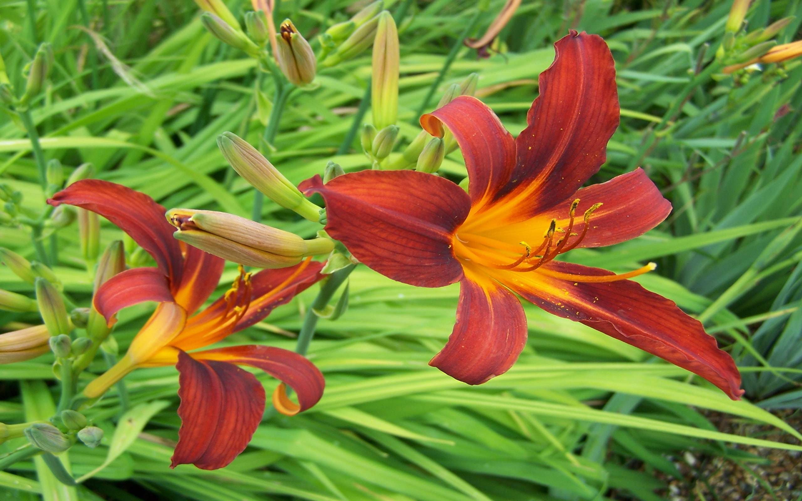 2K, hemerocallis, rad, magic, HD Wallpaper