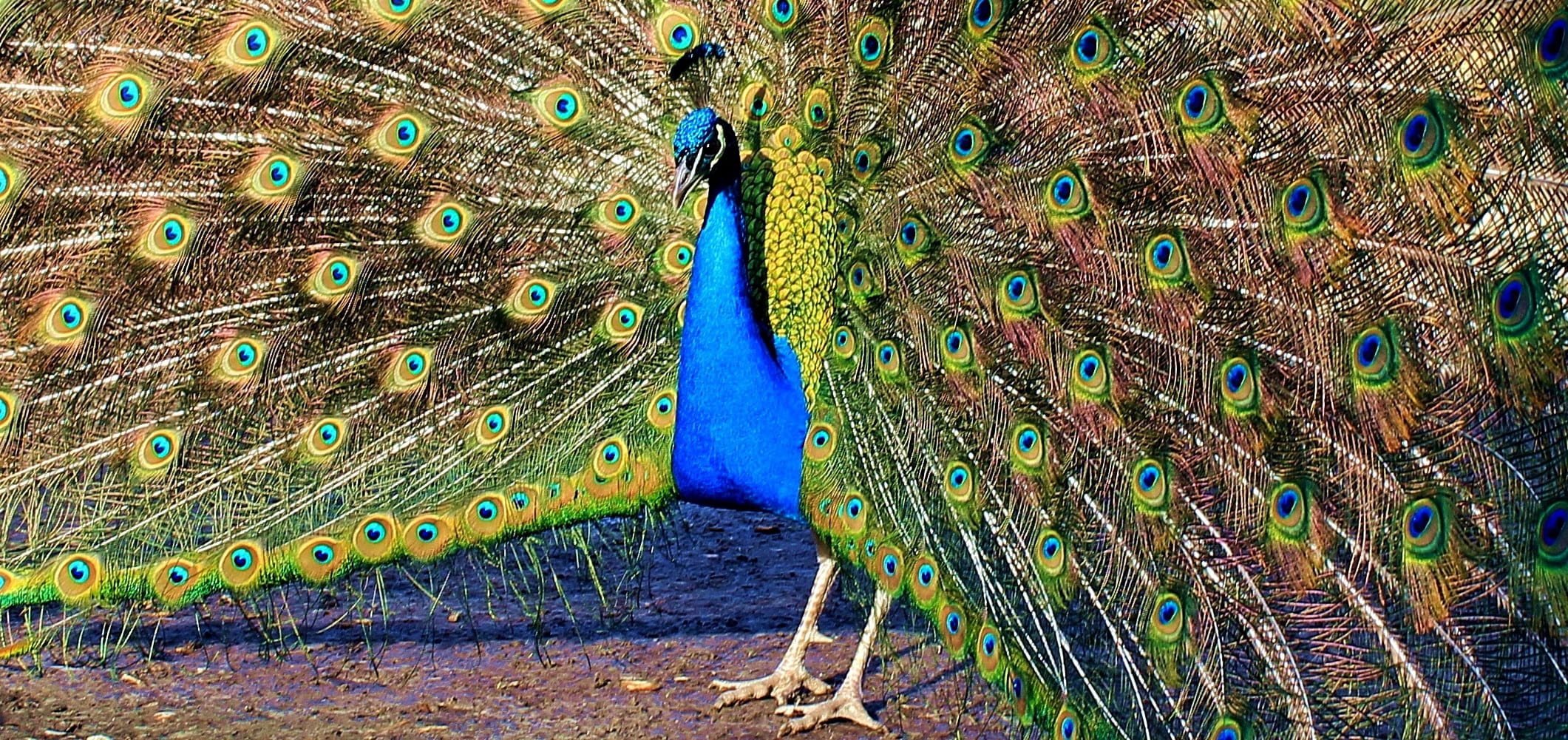 no people, one animal, animals in the wild, peacock feather, male animal, iridescent, 1080P, animal head, animal, bird, nature, animal wildlife, peacock, HD Wallpaper
