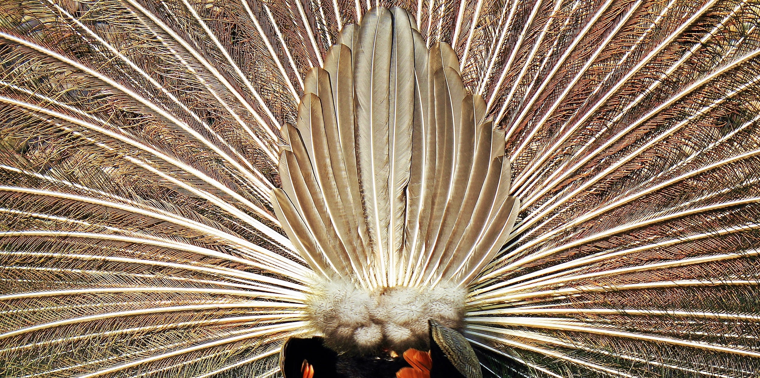 1080P, close-up, peacock, peacock wheel, nature, day, beat rad, animals in the wild, vertebrate, peacock feather, rear view, decor, bird, pattern, one animal, HD Wallpaper