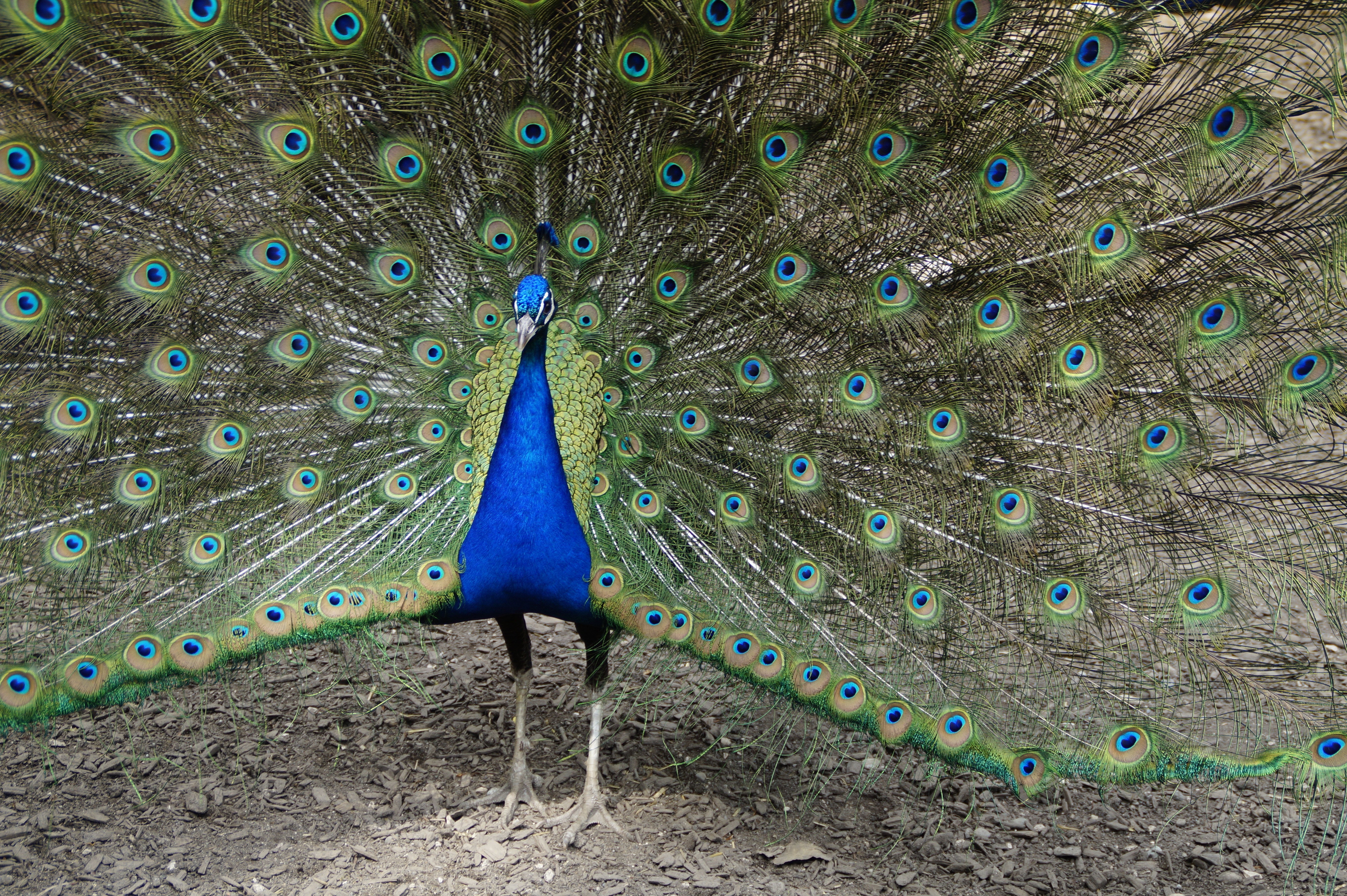 bird, day, animal wildlife, males, one animal, 5K, land, nature, peacock feather, eastern, spread, fanned out, balz, animal themes, beauty in nature, colorful, HD Wallpaper