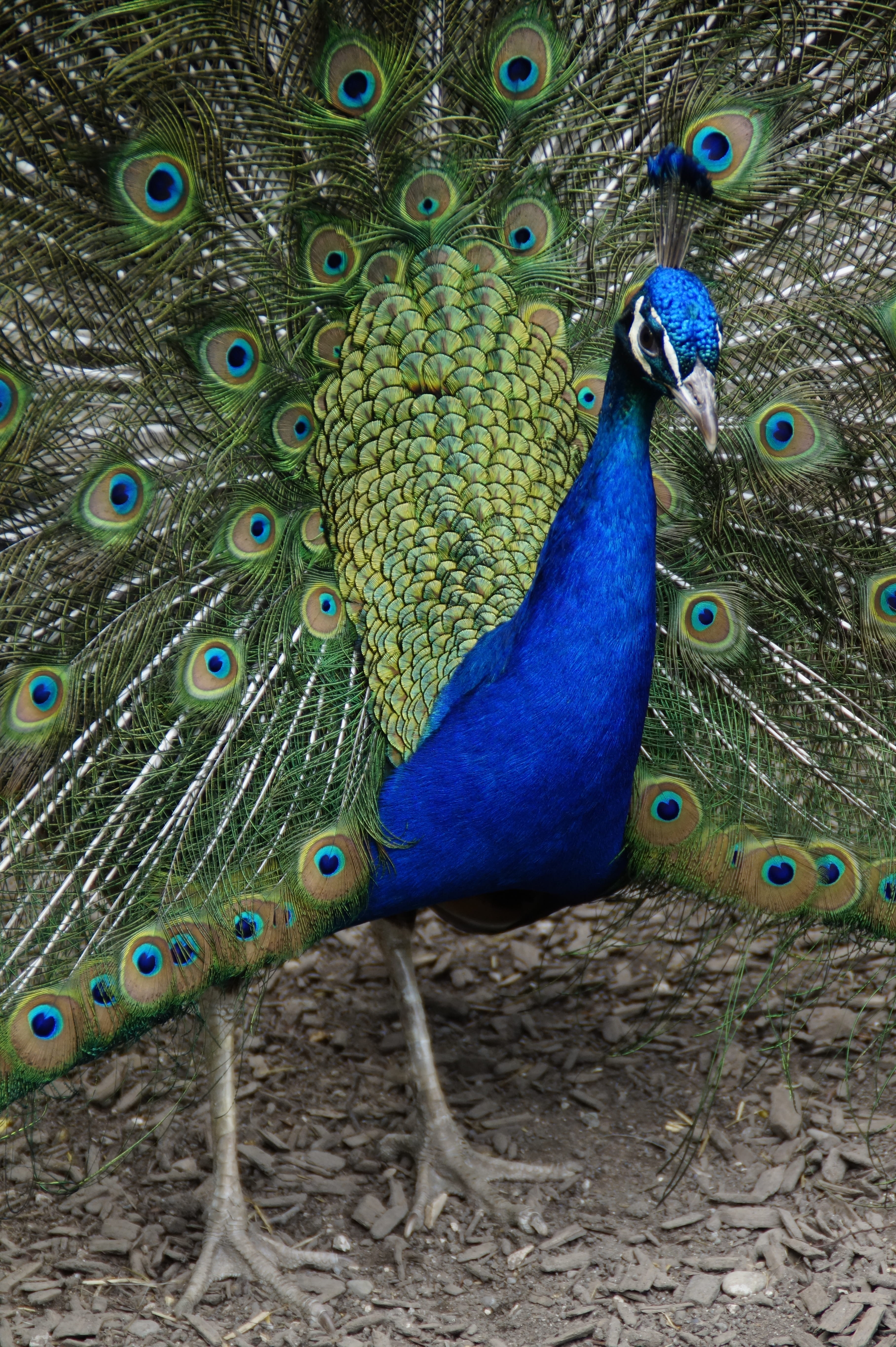 eastern, animal wildlife, gorgeous, nature, fanned out, peacock, peacock wheel, outdoors, spring dress, beat rad, beauty in nature, peacock feather, animal head, Phone HD Wallpaper