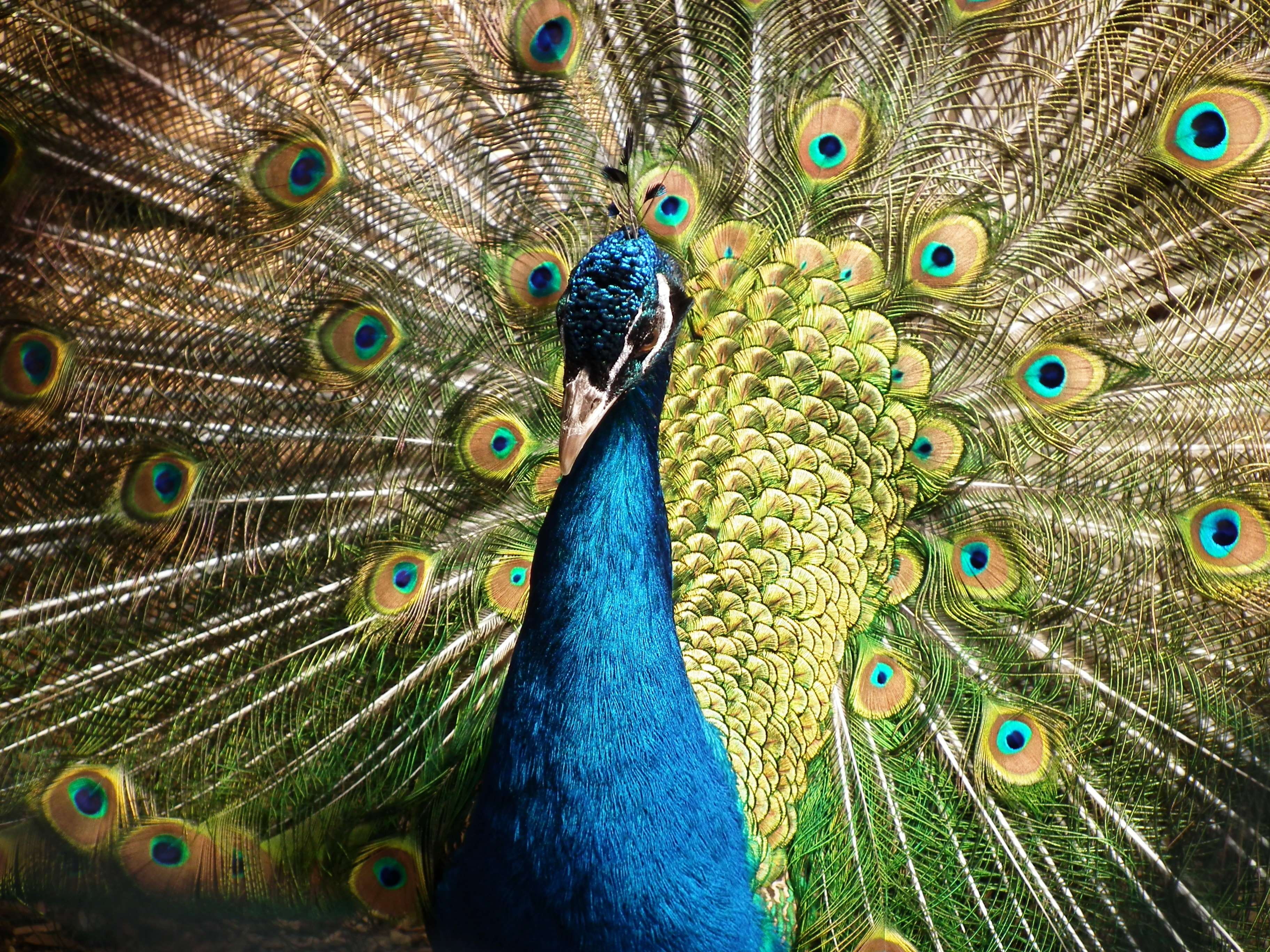 animal themes, 2K, multi colored, outdoors, plumage, day, animal, colorful, beauty in nature, close-up, one animal, green color, peacock, no people, fanned out, HD Wallpaper