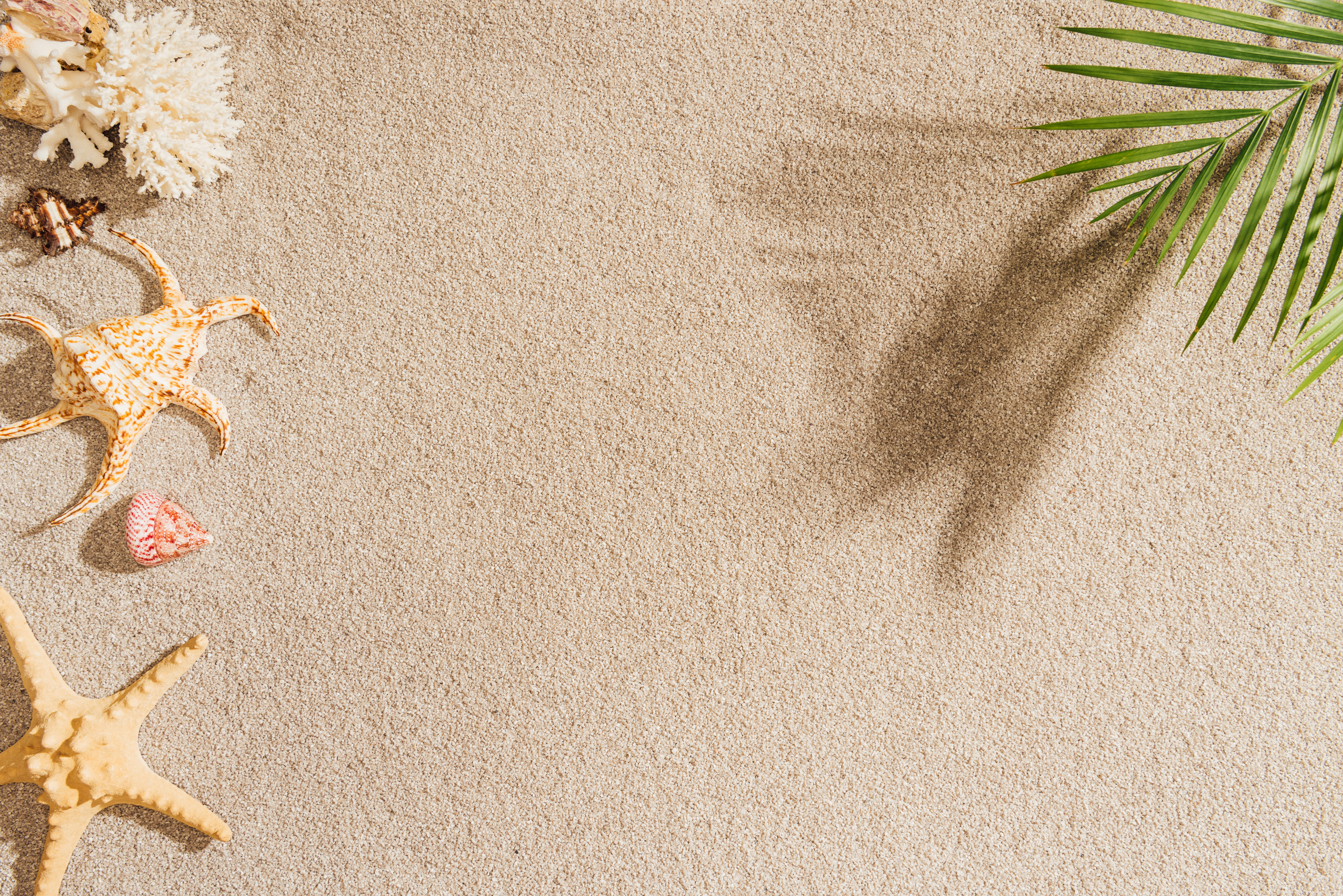 beach, sand, starfish, 5K, palm, shell, seashells, summer, sea, Palma, HD Wallpaper