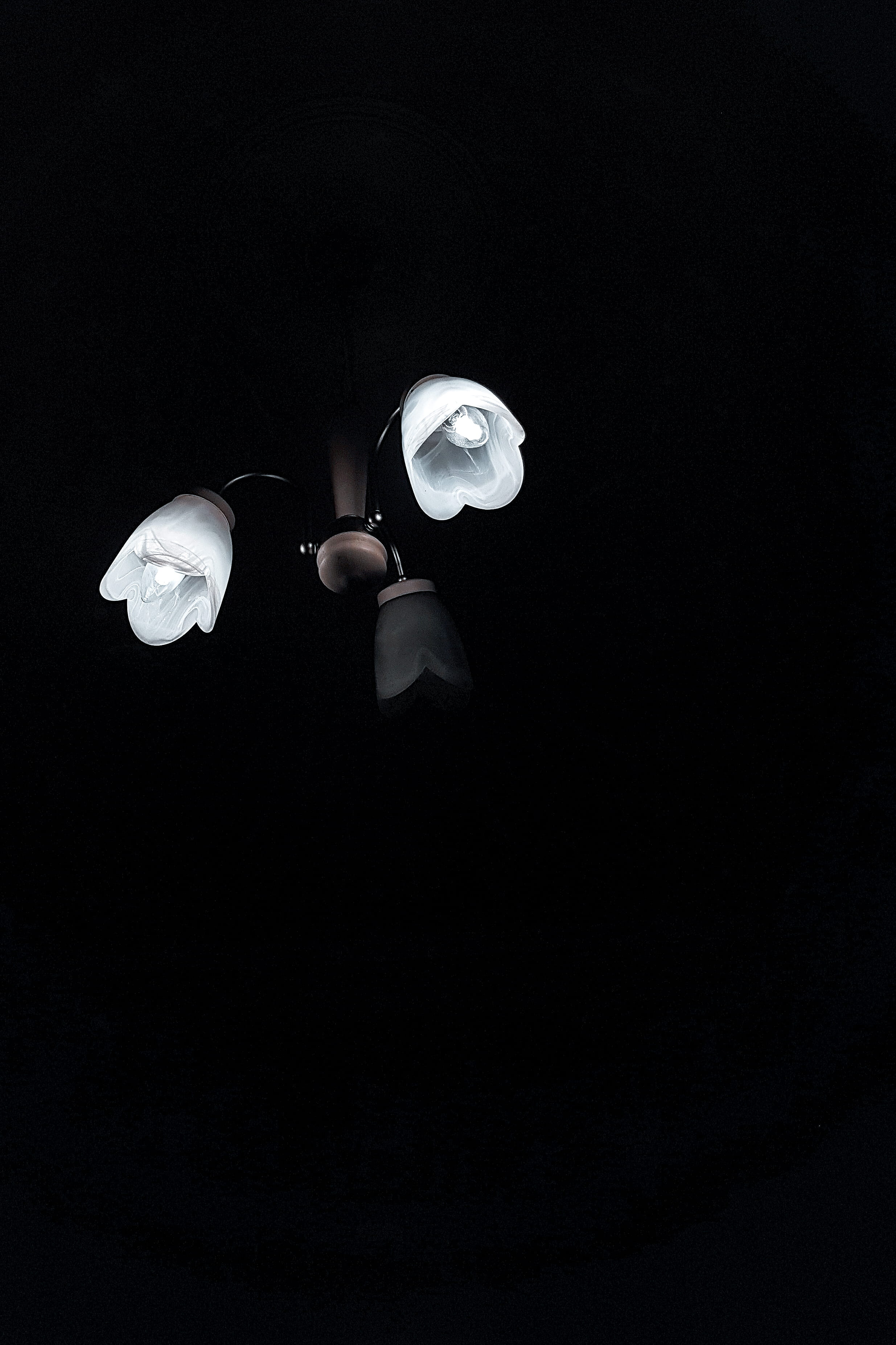 dark, lamp, freshness, group of animals, petal, studio shot, depth of field, 2K, spain, animals in the wild, white color, inflorescence, Phone HD Wallpaper