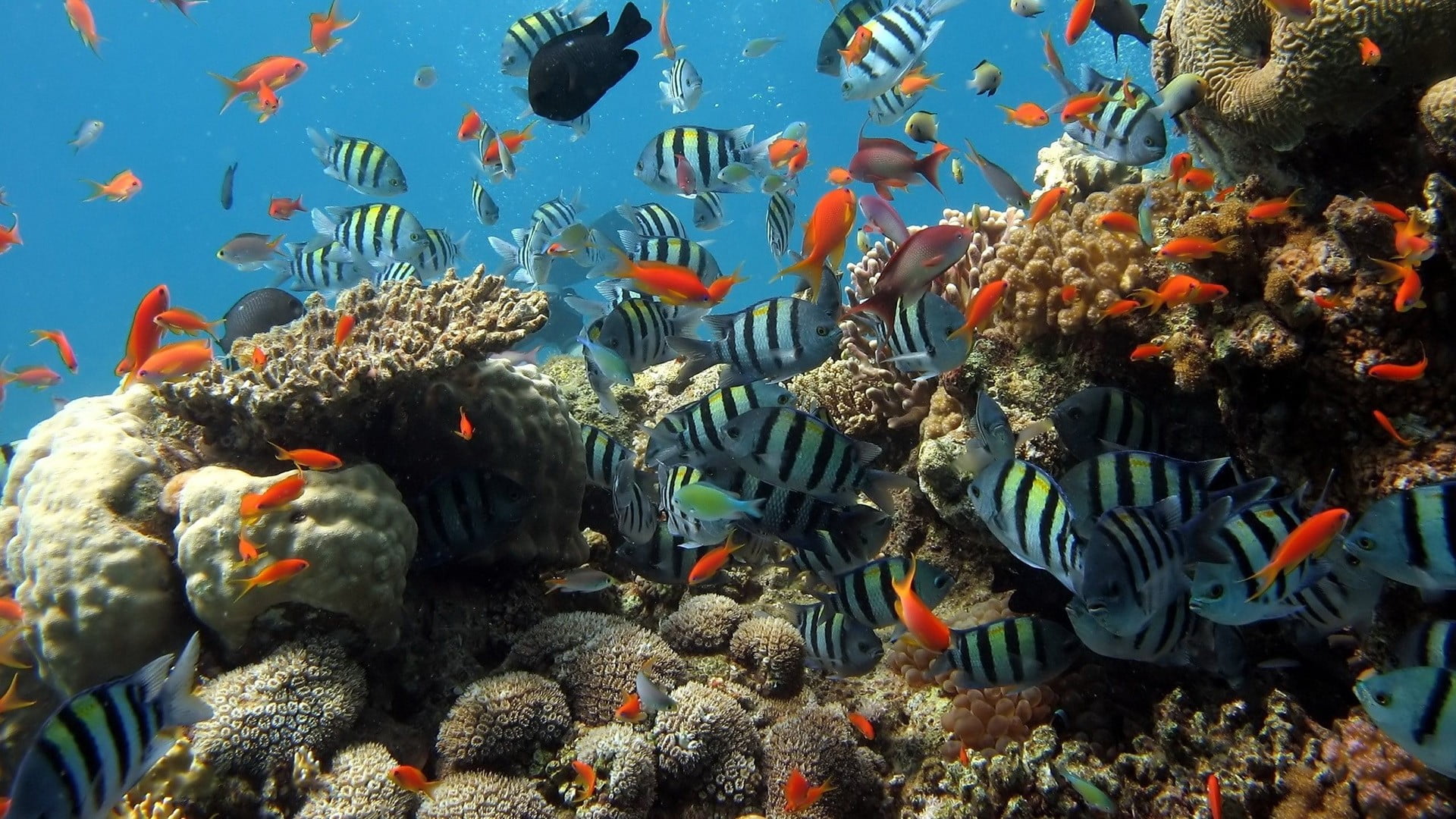 undersea, striped, 1080P, animal wildlife, sea life, blue, sea, nature, invertebrate, no people, large group of animals, vertebrate, ecosystem, group of animals, HD Wallpaper