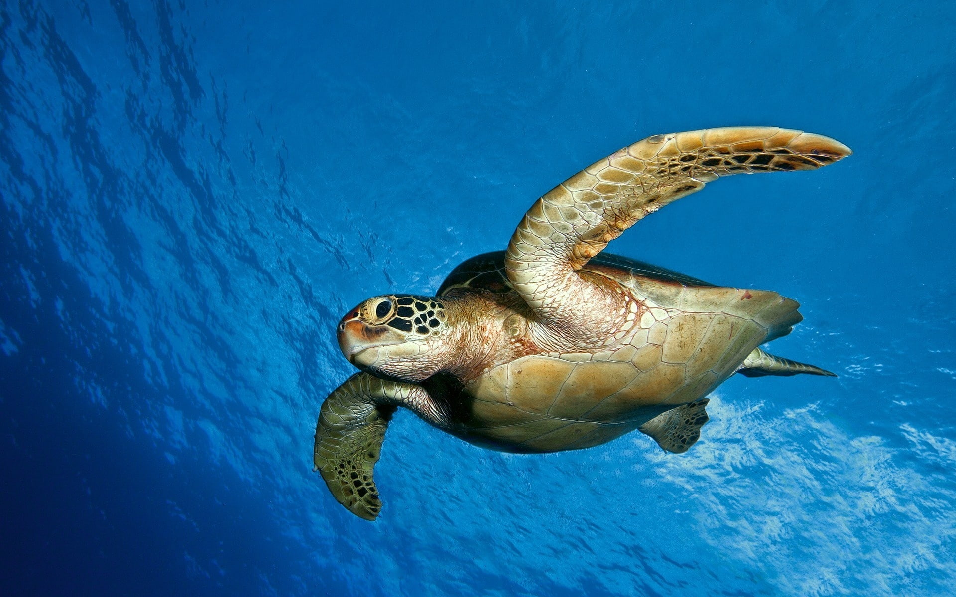 1080P, turtle, sea, photography, animals, blue, sea turtle, HD Wallpaper