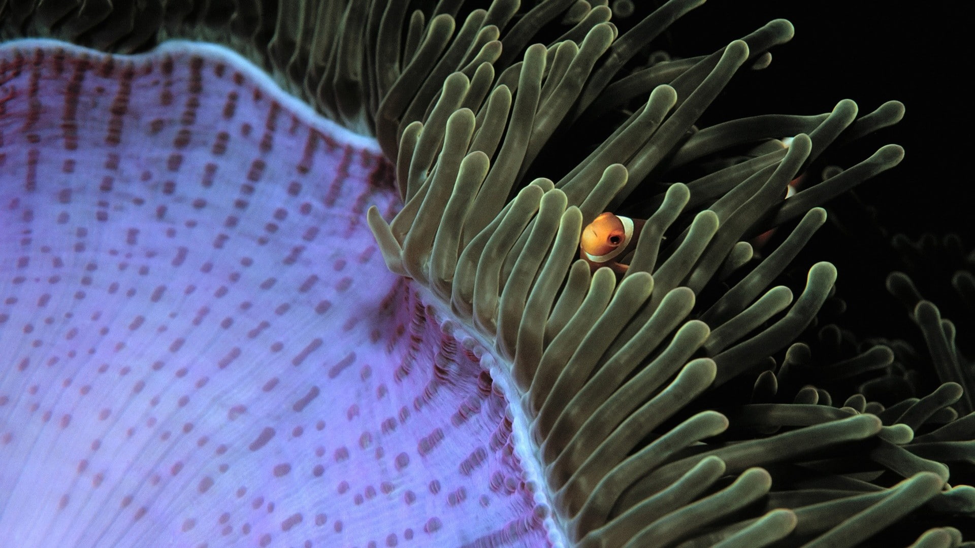 clownfish, fish, 1080P, underwater, sea anemones, HD Wallpaper