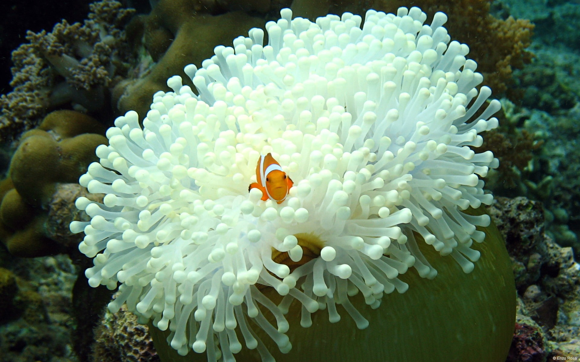 clownfish, fish, animals, 1080P, sea anemones, coral, nature, HD Wallpaper