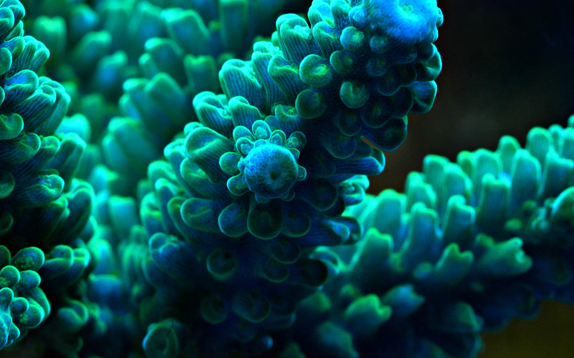 coral, animal, animal themes, turquoise, water, turquoise colored, sea life, close-up, invertebrate, animals in the wild, 1080P, nature, sea, marine, fish, HD Wallpaper
