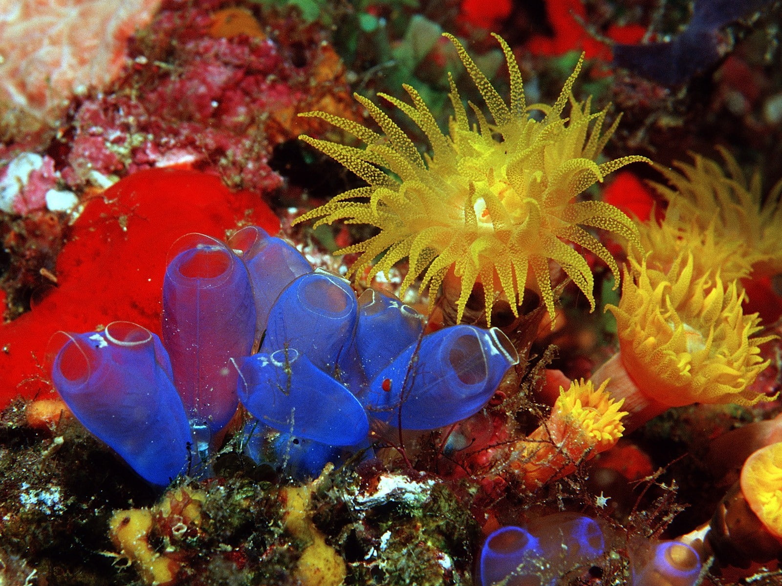 animal themes, no people, animal, outdoors, fish, animals in the wild, water, ecosystem, underwater, undersea, one animal, nature, 720P, sea, swimming, HD Wallpaper