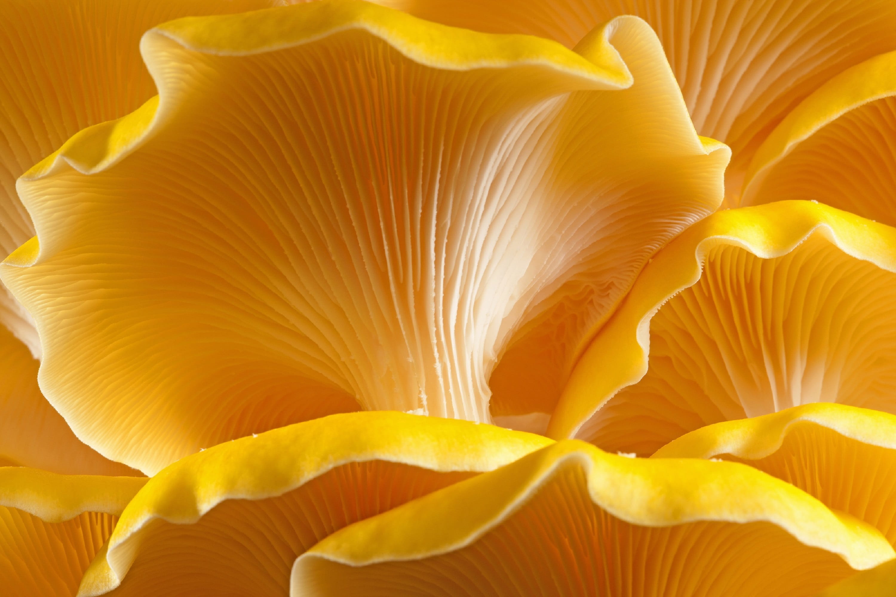 invertebrate, water, orange, 2K, food, close-up, closeup, oyster, orange color, sea, close up, marine, golden, mushroom, outdoors, abstract, no people, HD Wallpaper