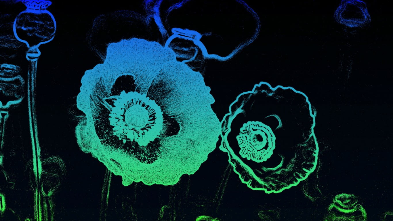 poppies, illustration, close-up, no people, animal themes, 720P, black background, swimming, underwater, marine, painting, biology, flowers, nature, sea, HD Wallpaper