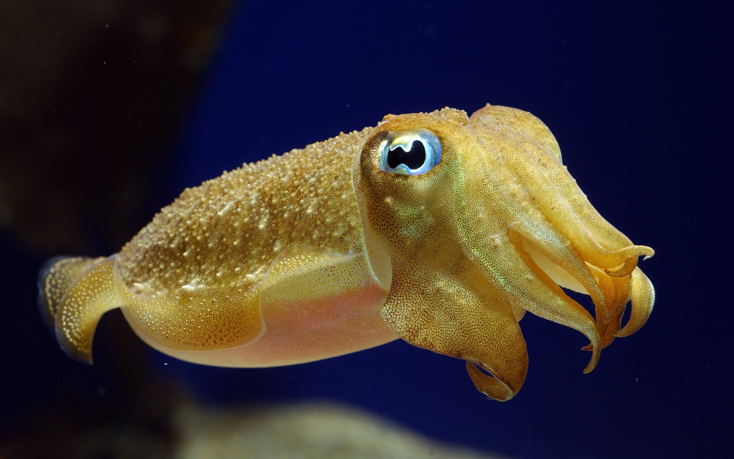 underwater, wildlife, tropical Climate, aquarium, scuba Diving, squid, transparent, swim, animals in the wild, cuttlefish, one animal, reef, aquatic, animal wildlife, HD Wallpaper