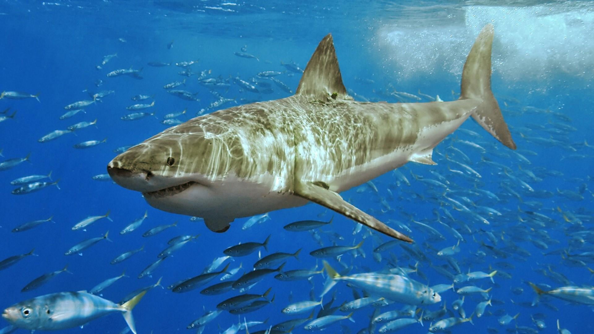 animals hunting, animal wildlife, animal themes, water, swimming, animals in the wild, underwater, hunting, school of fish, sea life, blue, undersea, no people, HD Wallpaper