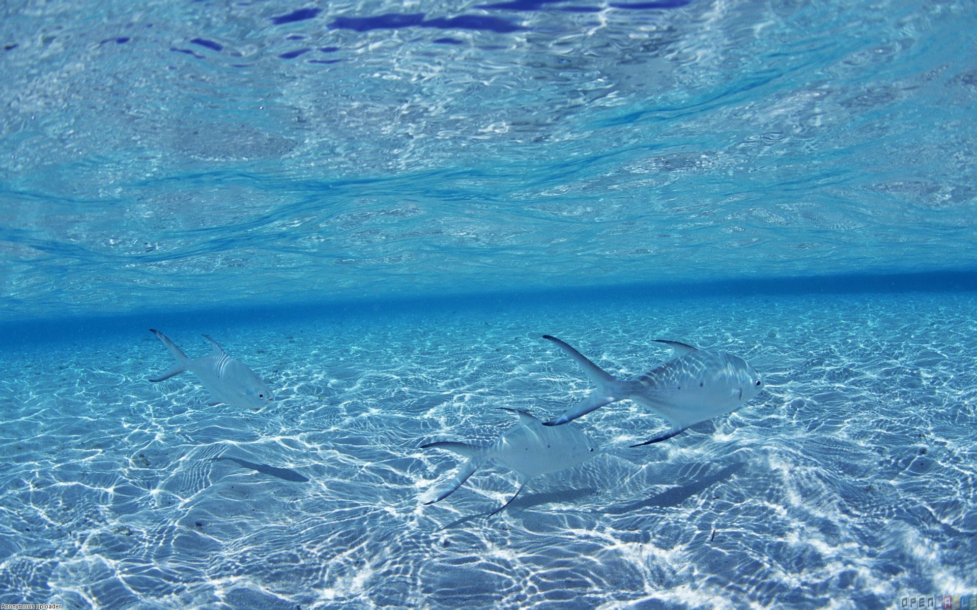 swimming, fish, tropical fish, ocean computer  backgrounds, 1080P, animal themes, no people, sea, water, animals in the wild, vertebrate, animal wildlife, HD Wallpaper