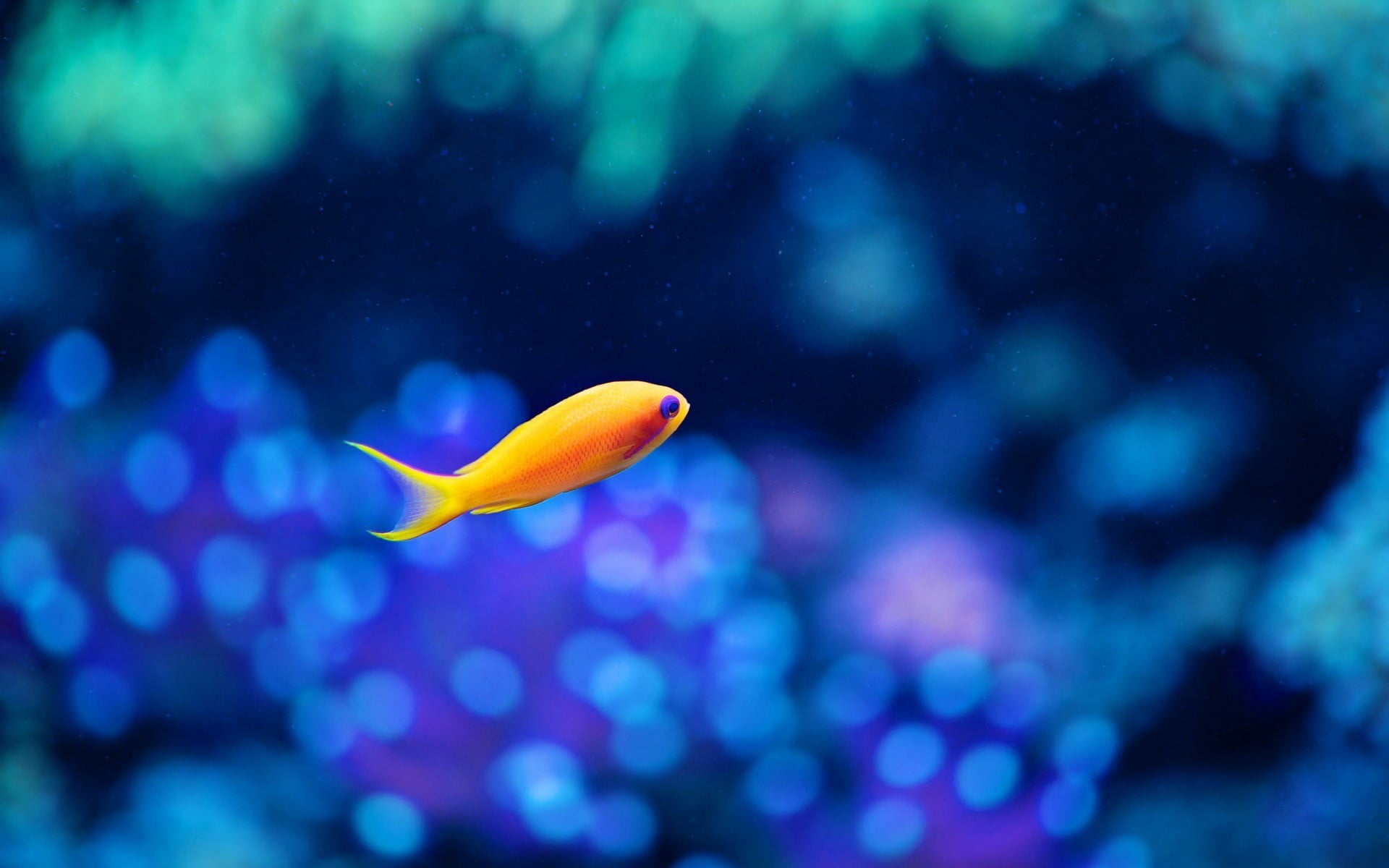 shot, tropical Fish, coral, beauty In Nature, scuba Diving, sea Life, undersea, bokeh, 1080P, animals in the wild, one animal, animal wildlife, alone, HD Wallpaper