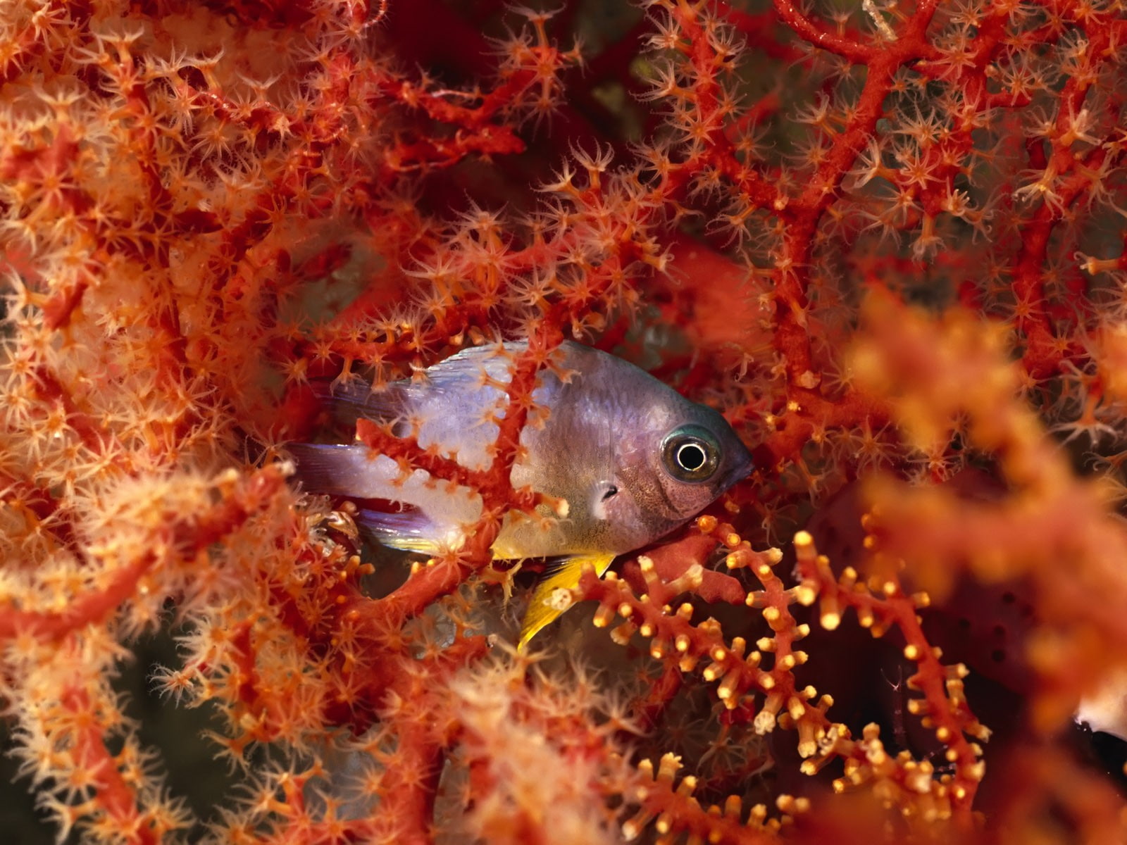 sea life, animals in the wild, reef, nature, close-up, underwater, water, coral, fish, swimming, saltwater fish, change, outdoors, marine, no people, animal themes, HD Wallpaper