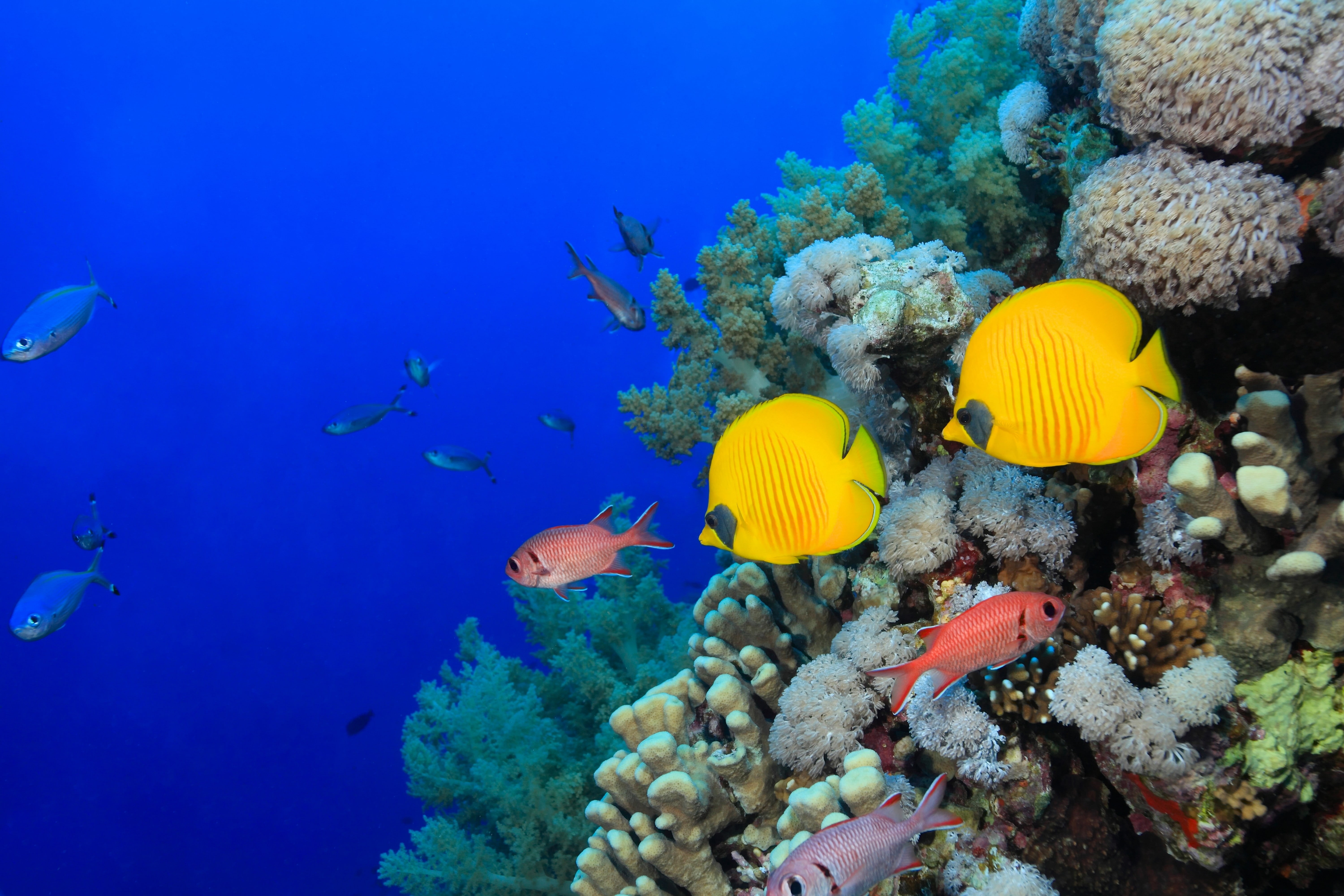 tropical fish, 5K, fish, animals, underwater, coral, HD Wallpaper