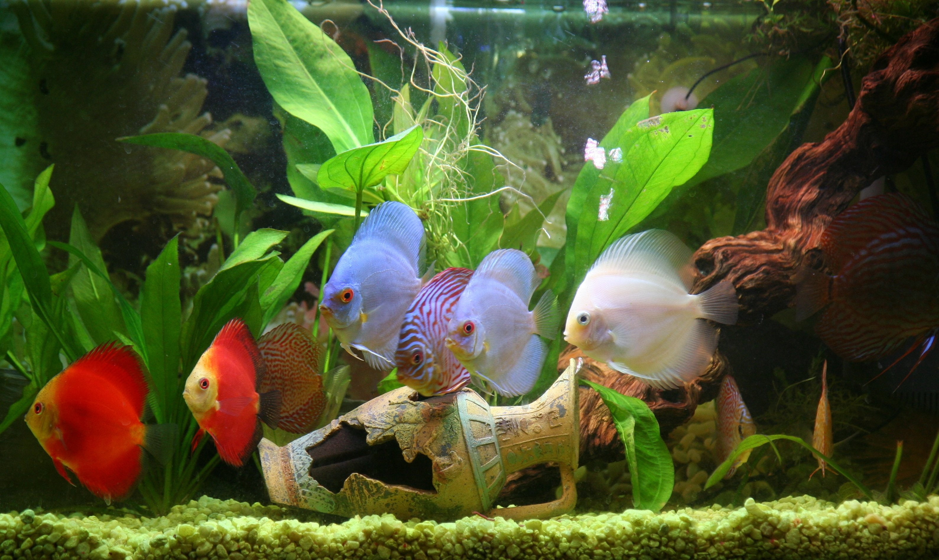 tropical, underwater, sea, animals in captivity, swimming, discus, animal themes, vertebrate, fish tank, 2K, animal, sea life, animal wildlife, transparent, HD Wallpaper