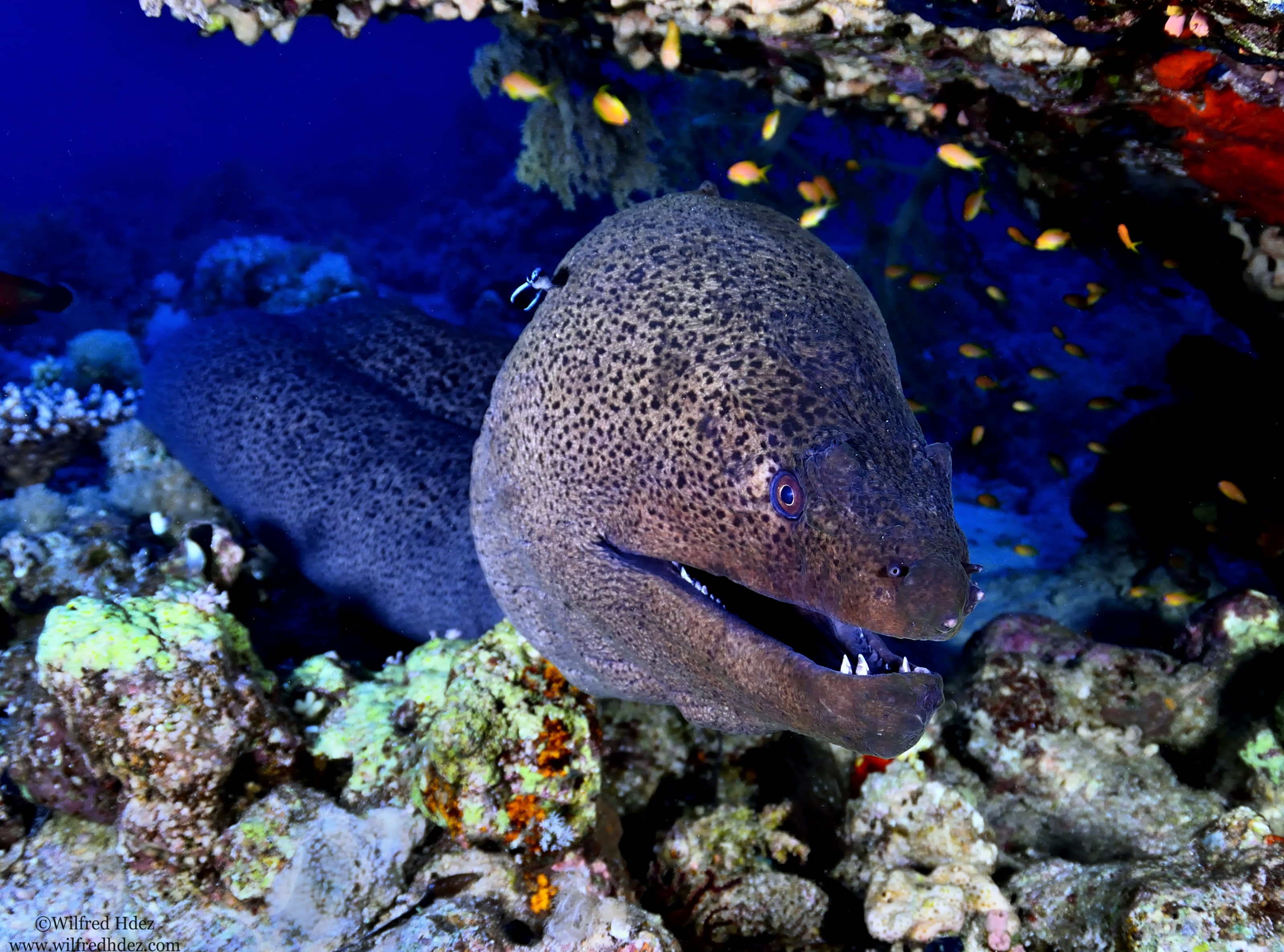 red, animal wildlife, Bottom, no people, eel, Giant Moray, scuba diving, Water, Reef, animals in the wild, gray, marine, swimming, invertebrate, Underwater, HD Wallpaper