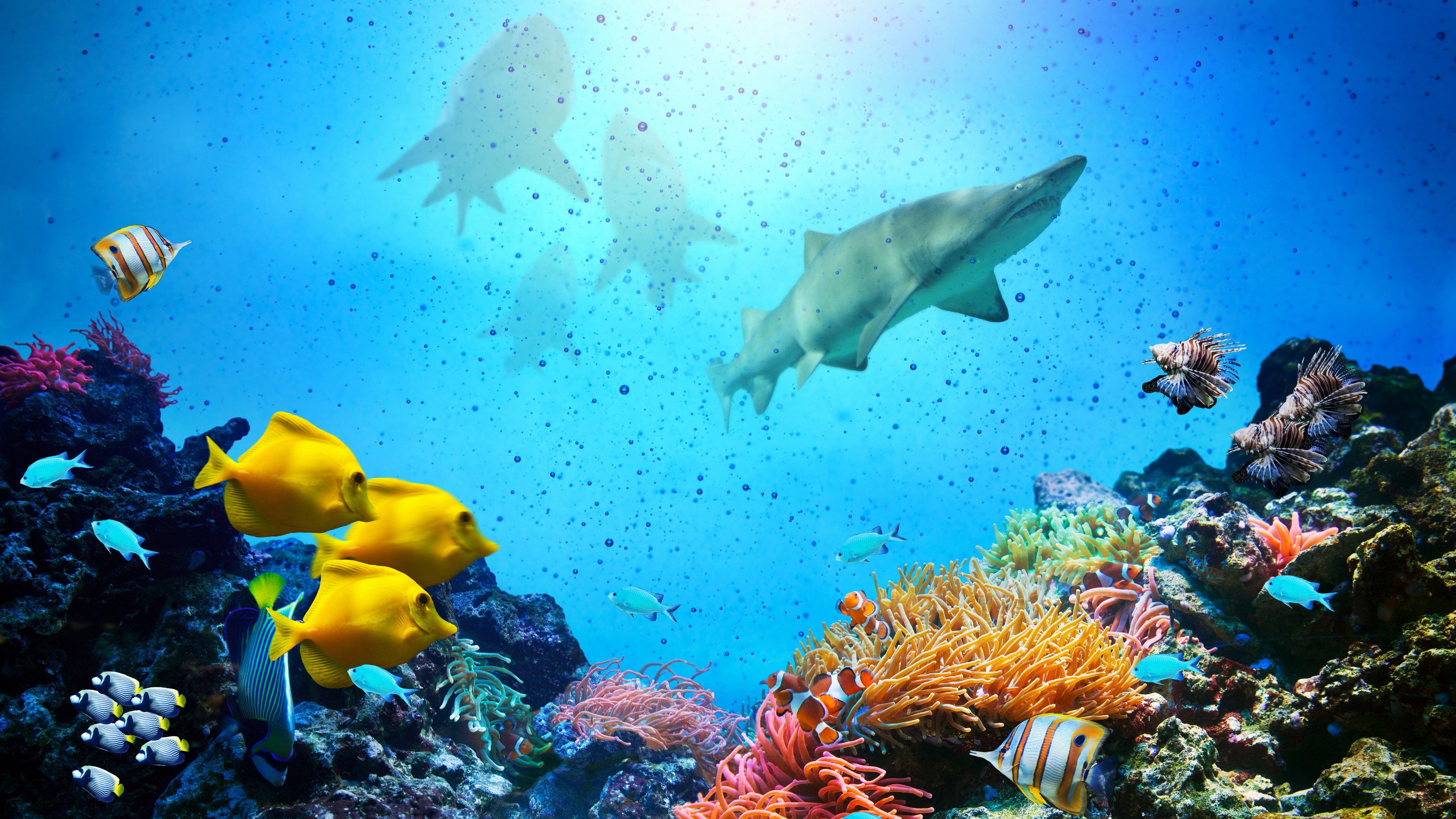 ecosystem, water, blue, large group of animals, animals in the wild, sea life, 4K, school of fish, coral, underwater, animal wildlife, no people, invertebrate, HD Wallpaper