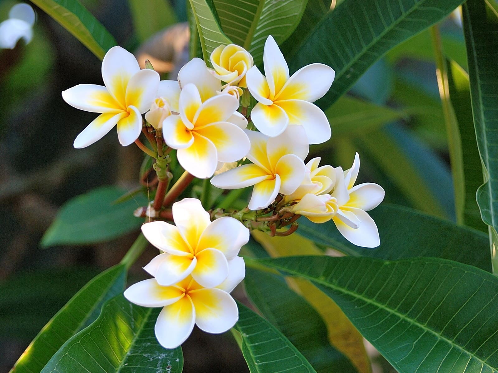 blossom, flower Head, nature, pink Color, decoration, hawaii Islands, exoticism, botany, frangipani, close-up, green, petal, plumeria, 720P, leaves, backgrounds, HD Wallpaper