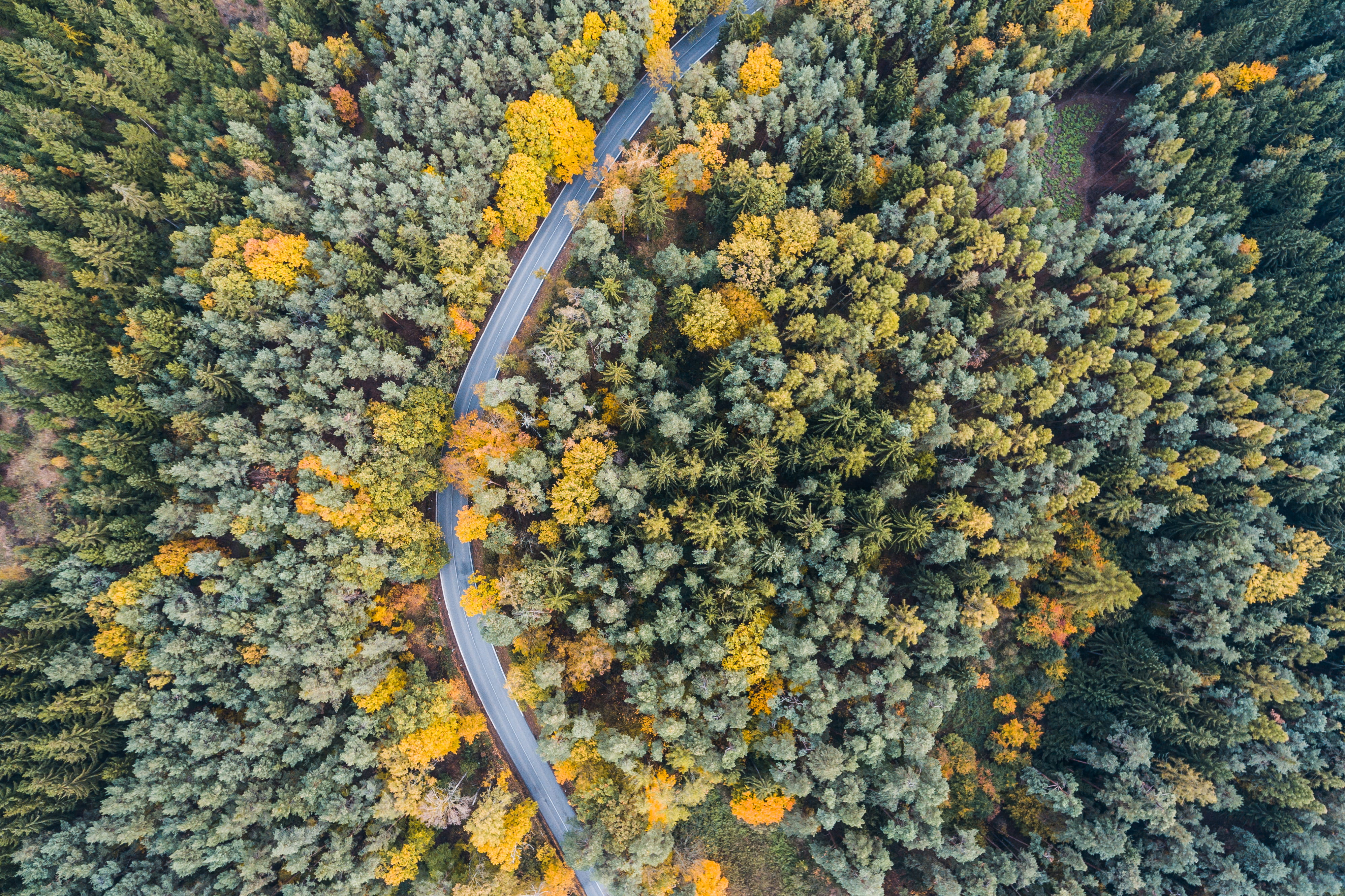 Lonely Road, lonely, room for text, 4K, forest, outdoors, high angle view, road, fragility, change, from above, birds eye, land, summer, trees, roads, HD Wallpaper