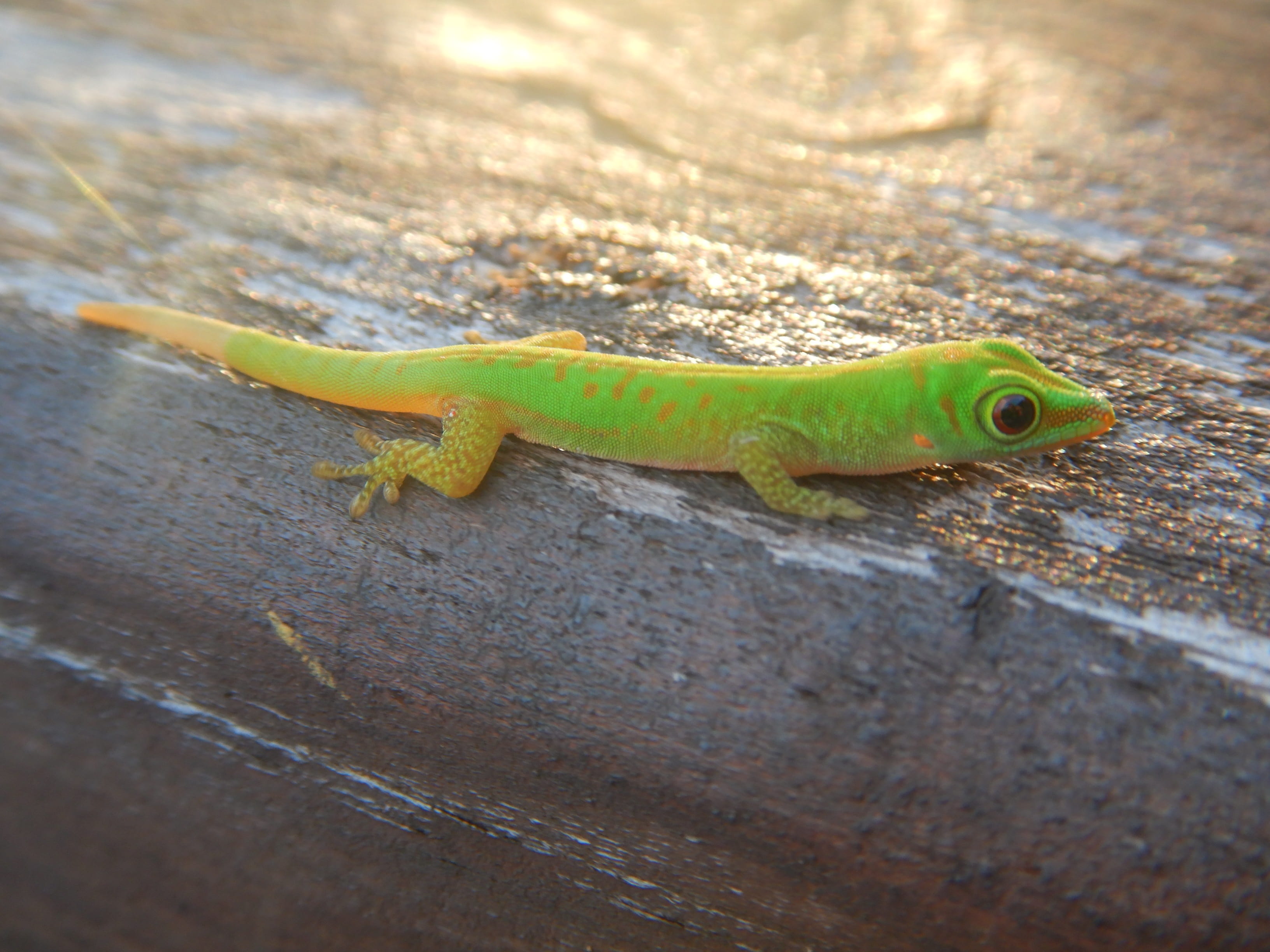 wood - material, no people, high angle view, outdoors, green, gecko, animal wildlife, green color, animal, close-up, praslin, looking away, animal themes, HD Wallpaper
