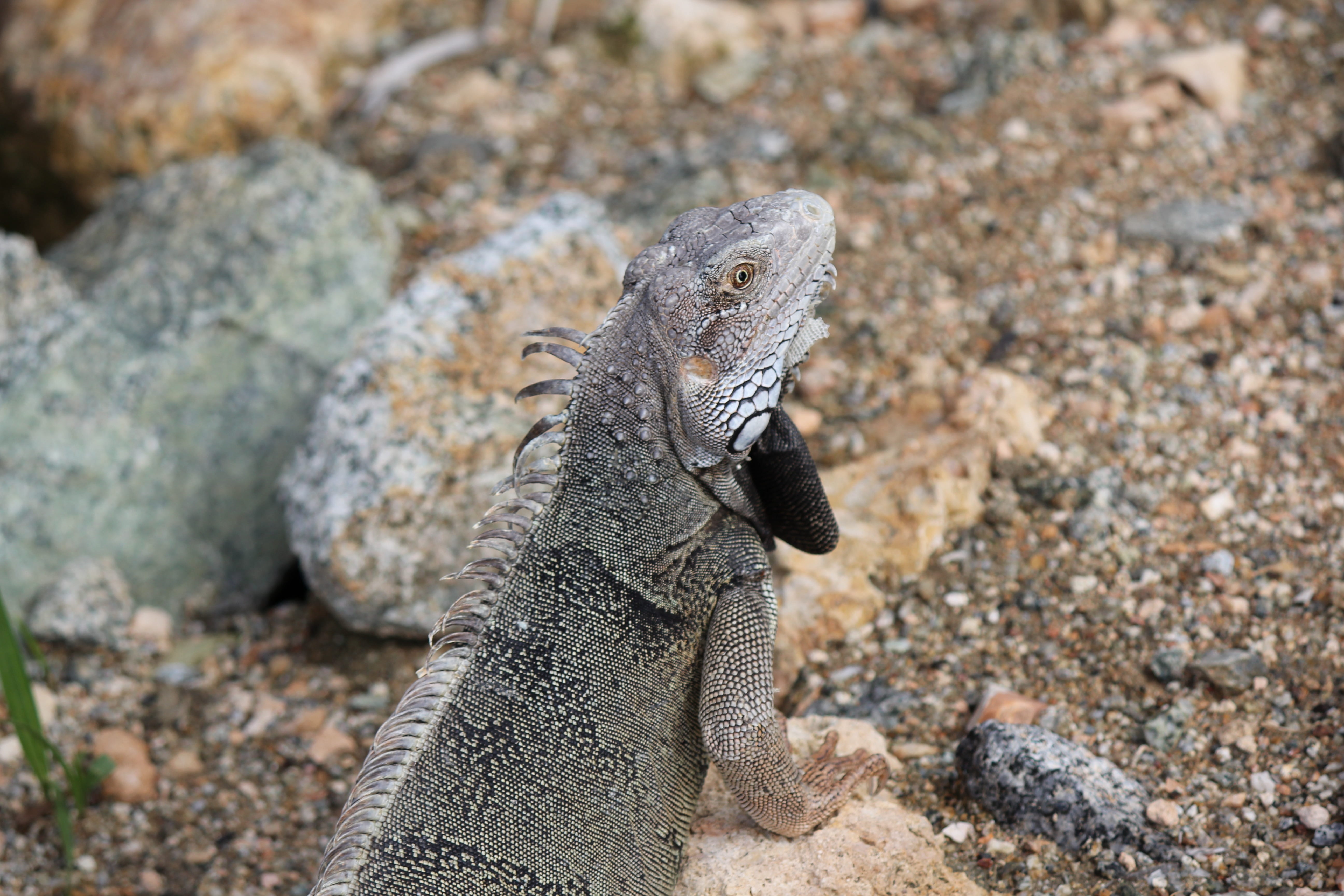 animal, rock, island, animal wildlife, side view, vertebrate, antilles, 5K, day, focus on foreground, lizard, iguana, solid, rock - object, one animal, HD Wallpaper