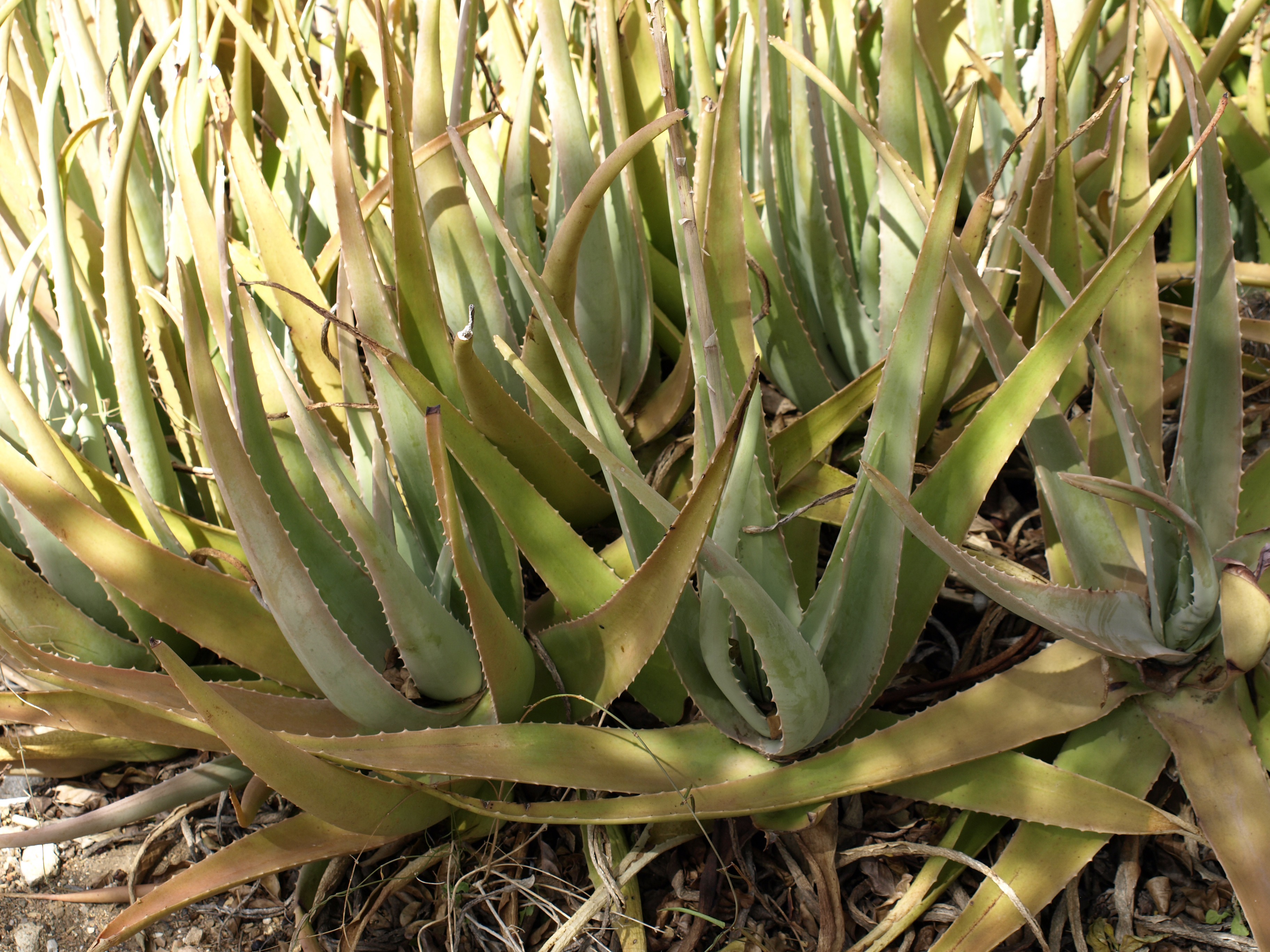 growth, land, antilles, close-up, sunlight, cactus, agave, no people, succulent plant, plant, leaves, green, outdoors, nature, beauty in nature, caribbean, HD Wallpaper
